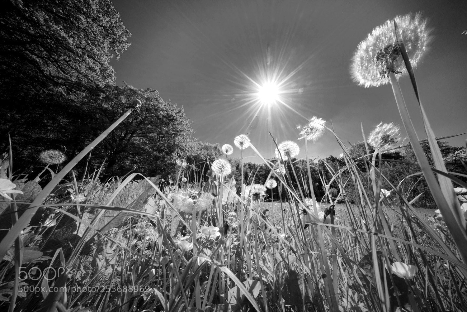 Sony a7R sample photo. Dandelions photography