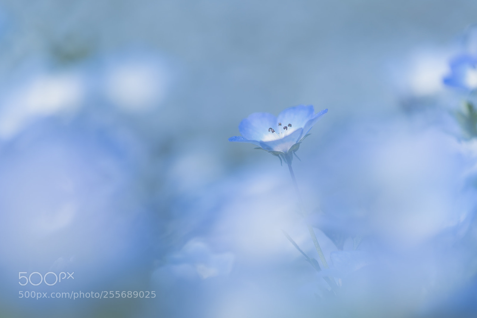 Sony a7 III sample photo. Nemophila photography