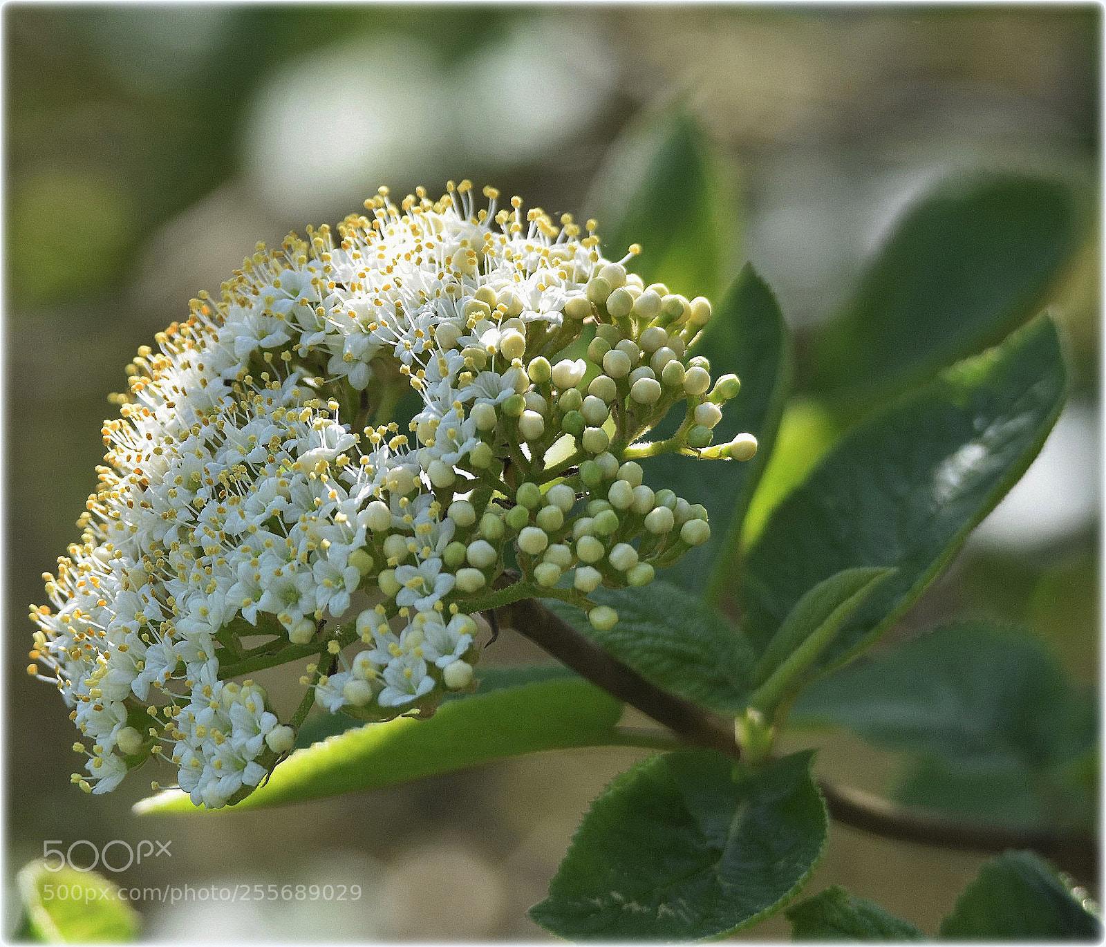 Nikon D7200 sample photo. "snowball" photography