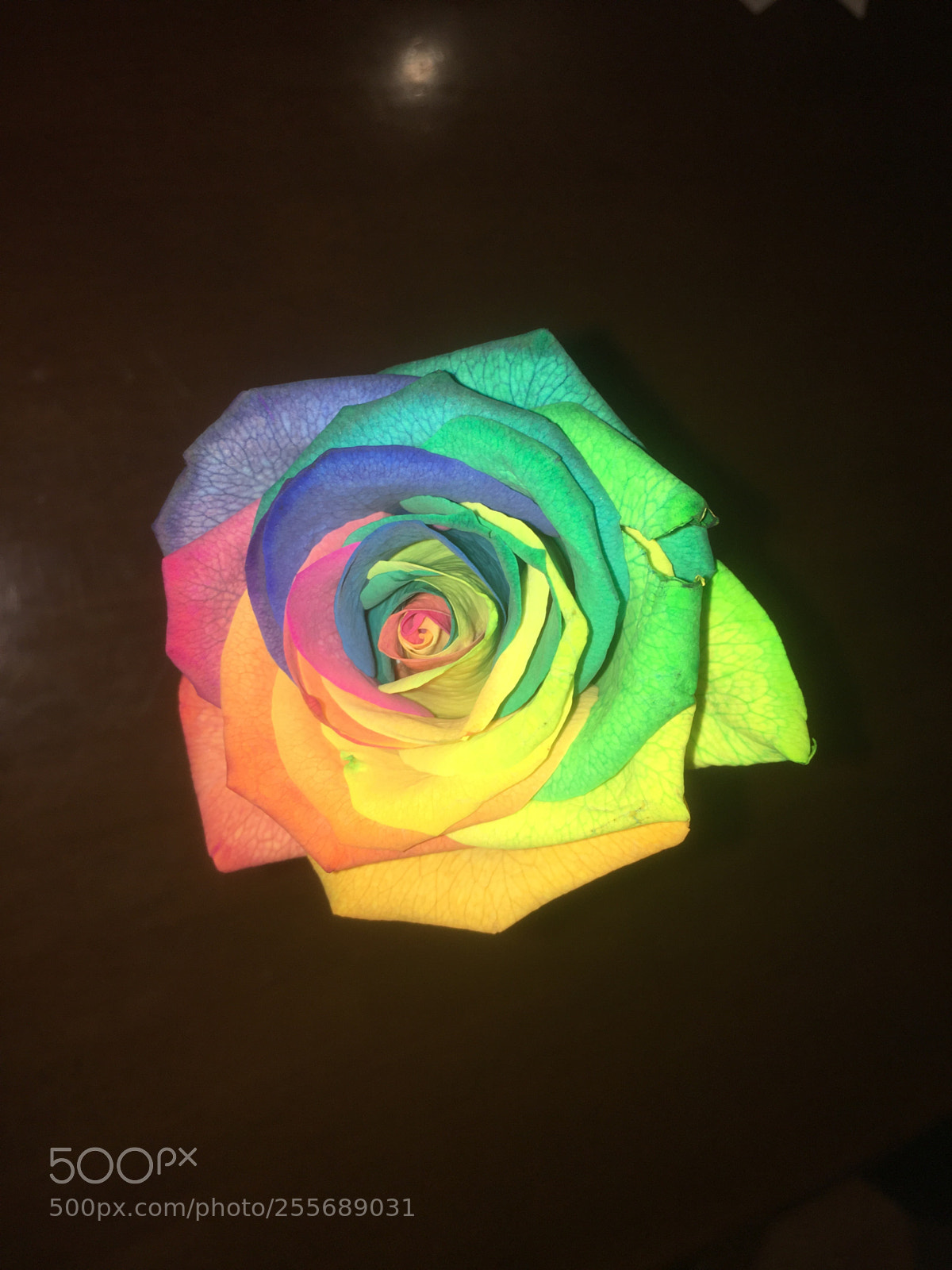 Apple iPhone 6s sample photo. Rainbow rose  photography