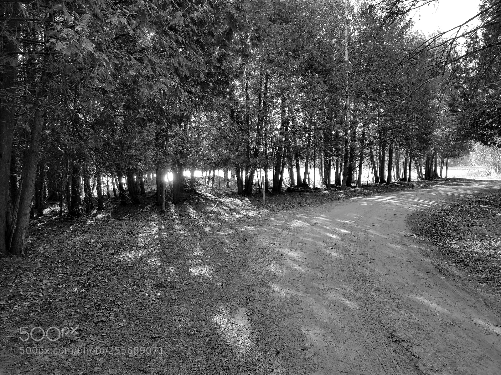 Samsung Galaxy S7 Edge sample photo. The road through shadows photography