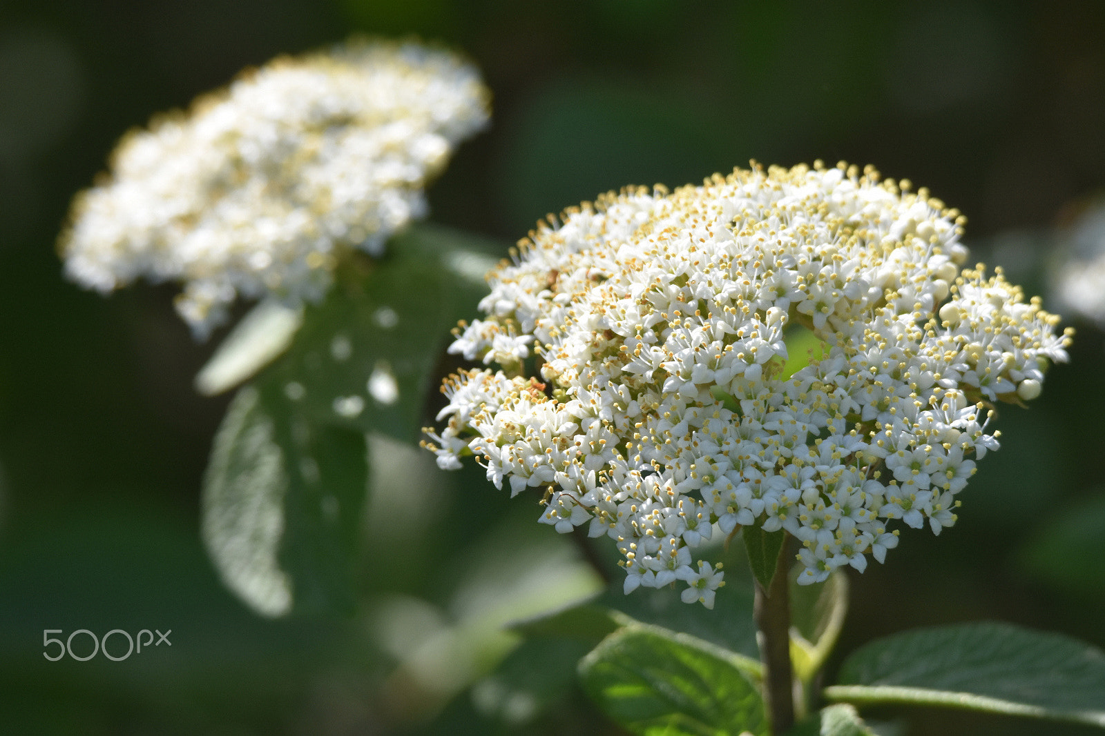 Nikon D7200 sample photo. "snowballs" photography
