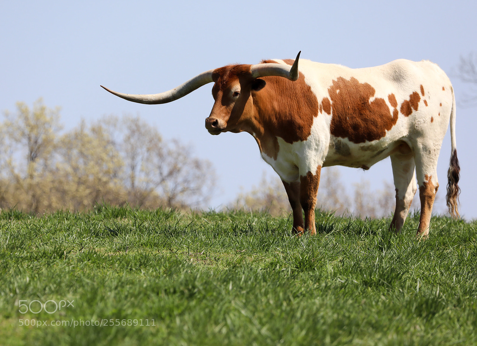 Canon EOS 5D Mark IV sample photo. Longhorn  photography