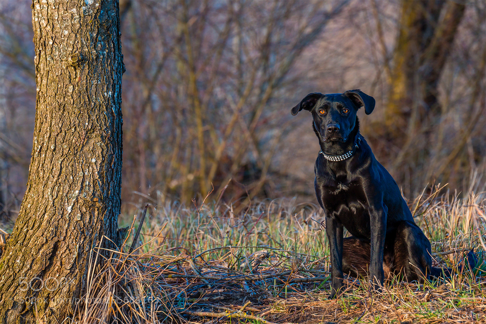 Canon EOS 70D sample photo. Nice dog photography