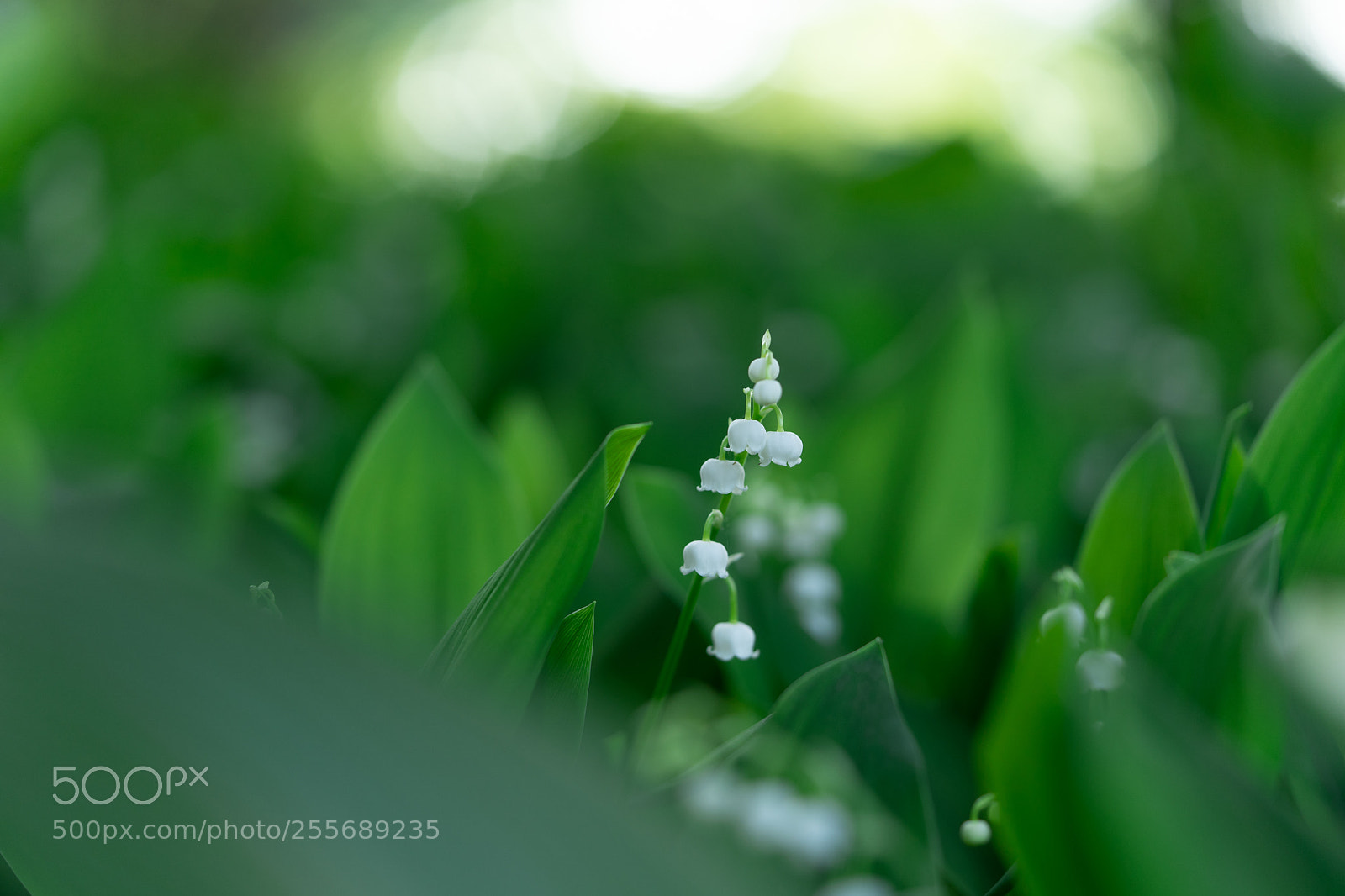 Sony a7 III sample photo. Convallaria majalis photography