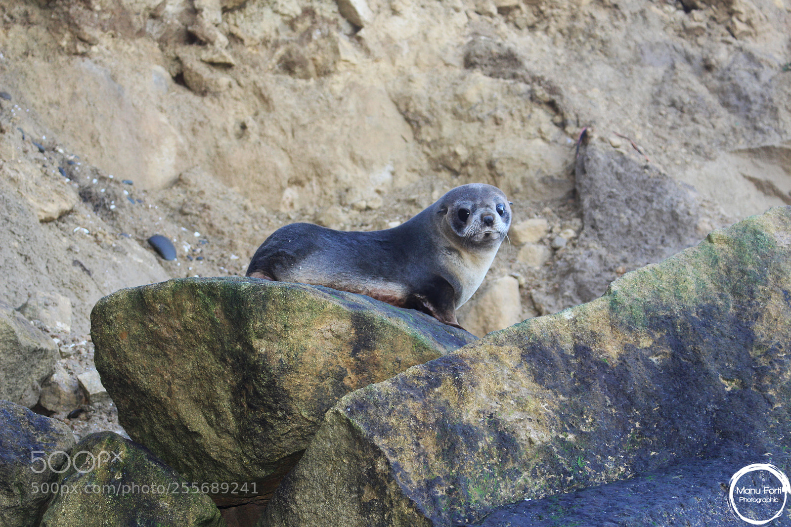 Canon EOS 700D (EOS Rebel T5i / EOS Kiss X7i) sample photo. Seal photography