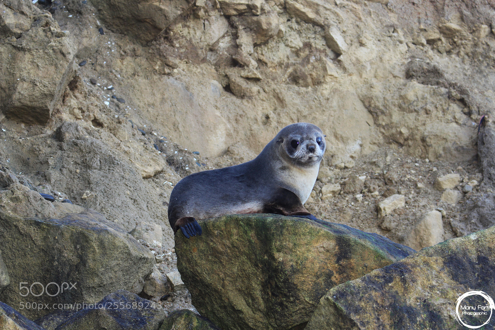 Canon EOS 700D (EOS Rebel T5i / EOS Kiss X7i) sample photo. Seal photography