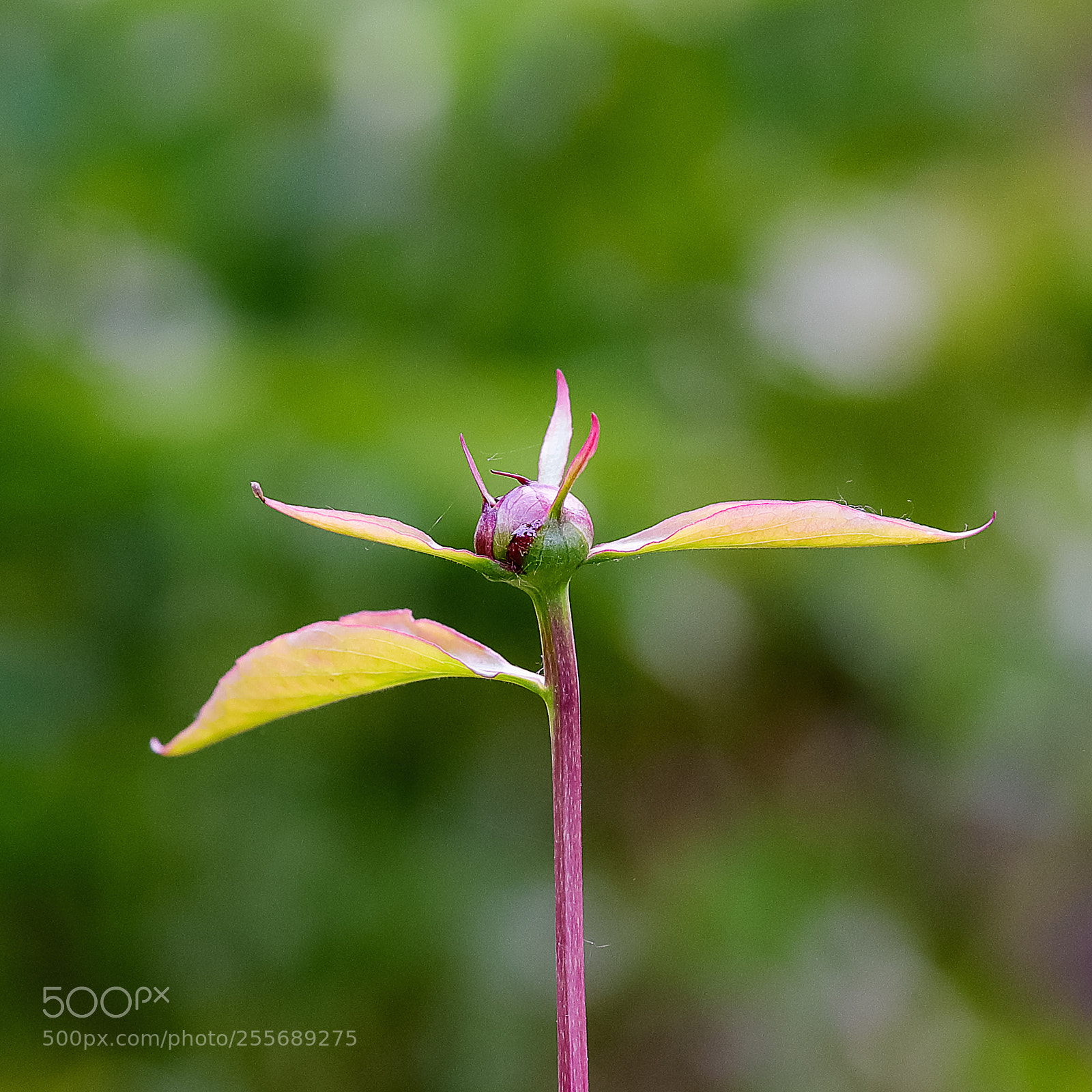 Canon EOS-1D X Mark II sample photo. 芍药 photography