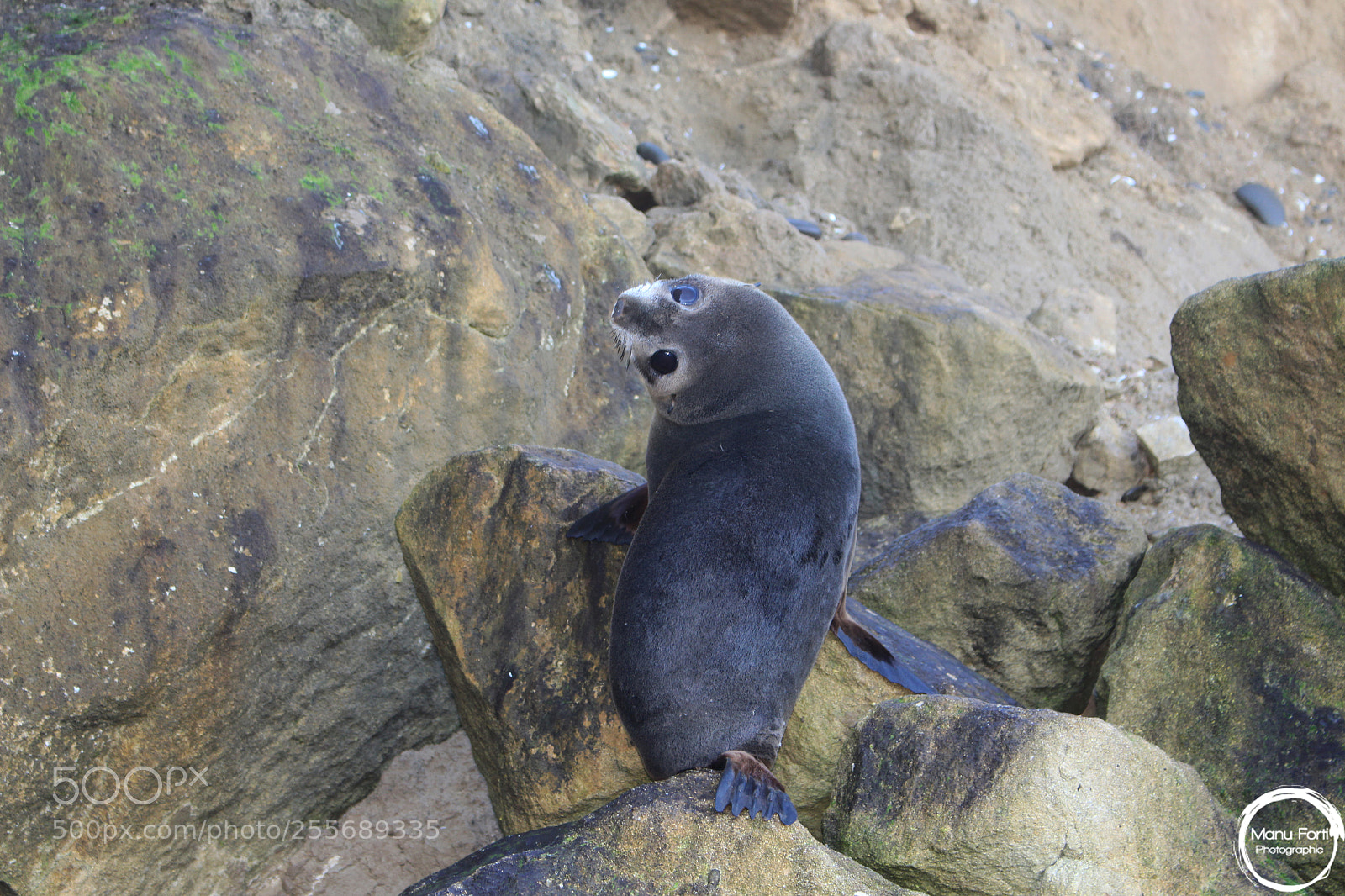 Canon EOS 700D (EOS Rebel T5i / EOS Kiss X7i) sample photo. Oamaru wildlife photography