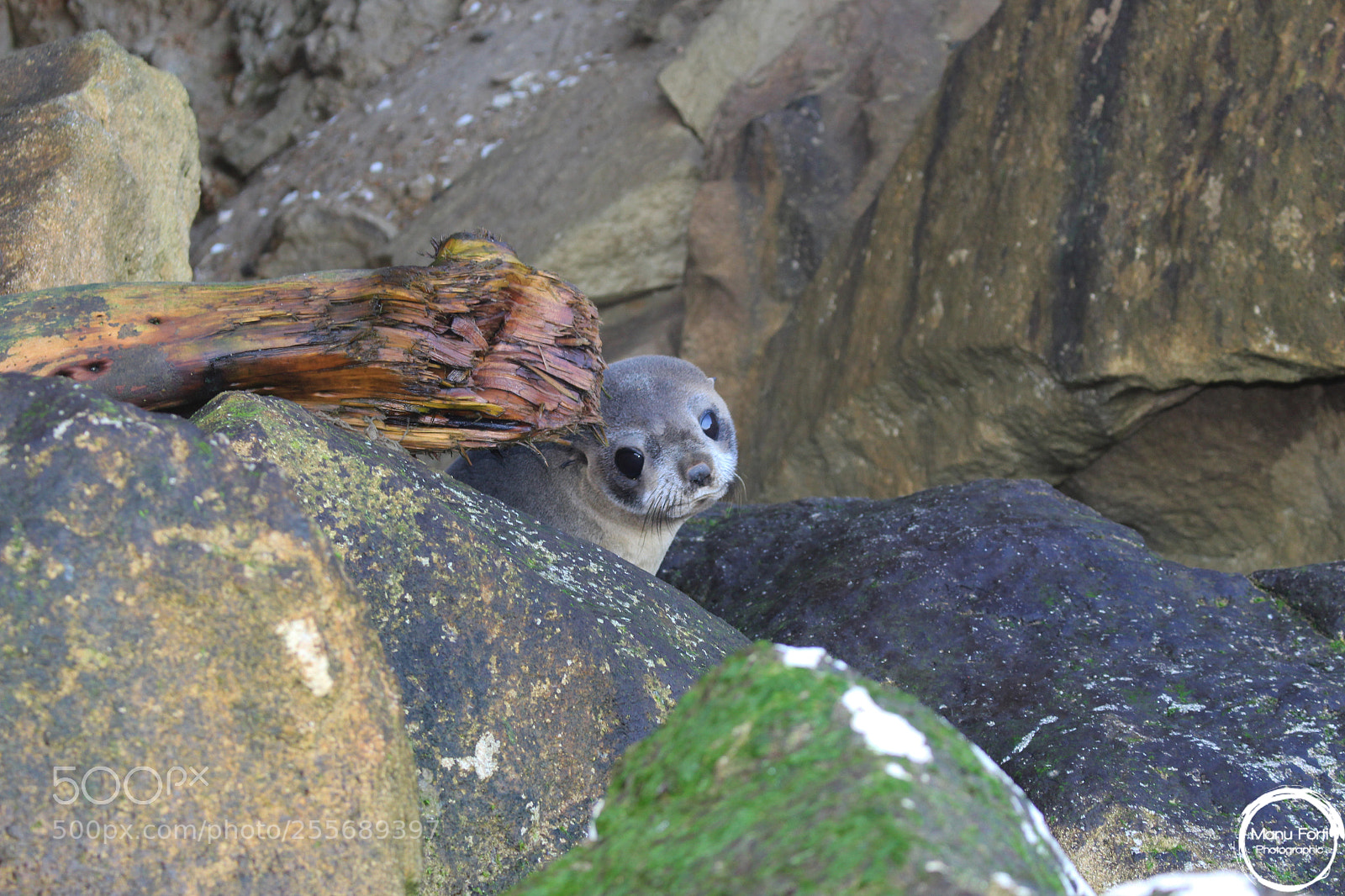 Canon EOS 700D (EOS Rebel T5i / EOS Kiss X7i) sample photo. Seal photography