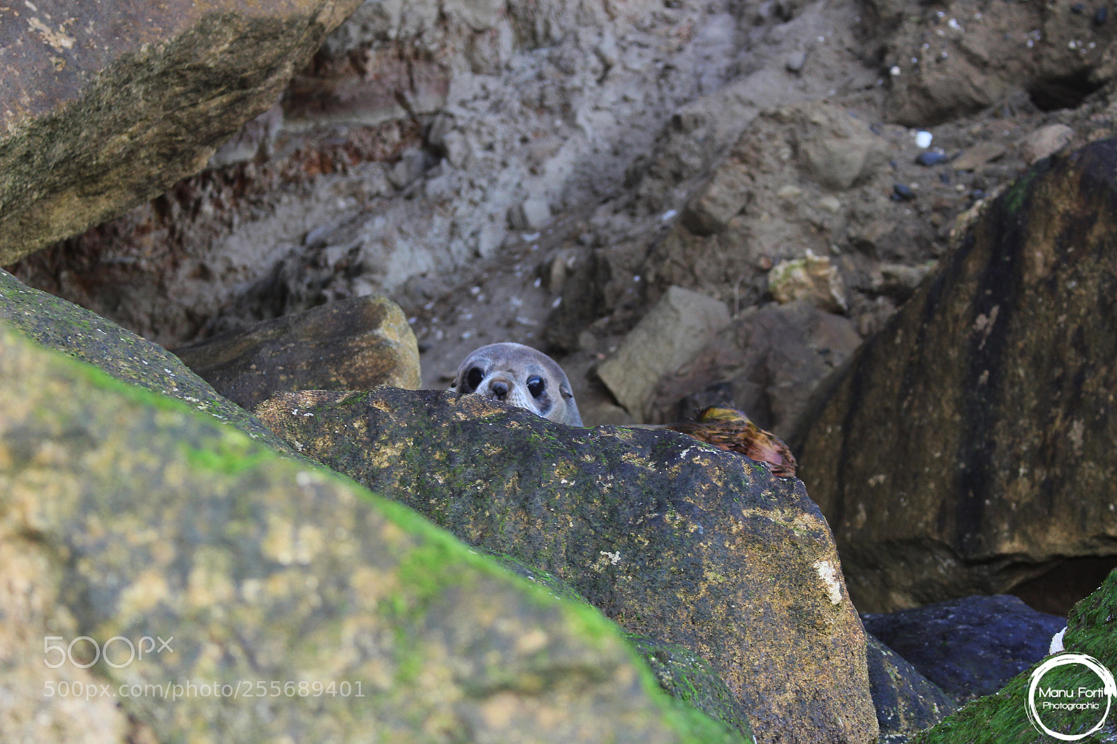 Canon EOS 700D (EOS Rebel T5i / EOS Kiss X7i) sample photo. Seal photography