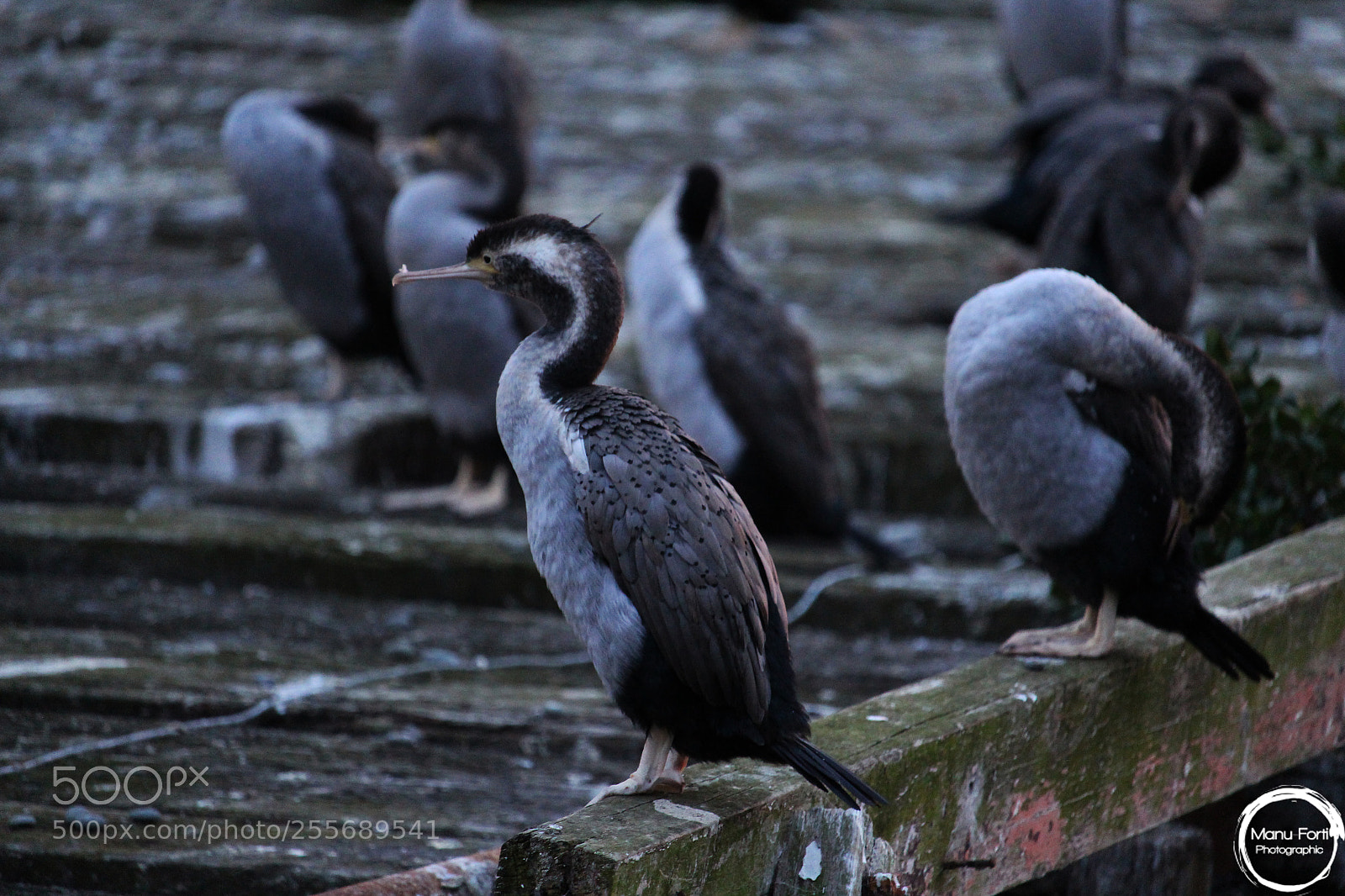 Canon EOS 700D (EOS Rebel T5i / EOS Kiss X7i) sample photo. Shags on pier photography