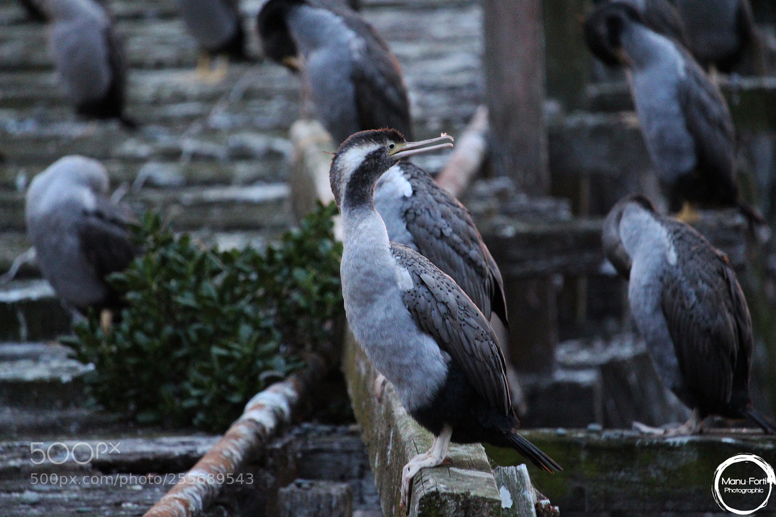 Canon EOS 700D (EOS Rebel T5i / EOS Kiss X7i) sample photo. Shag on pier photography