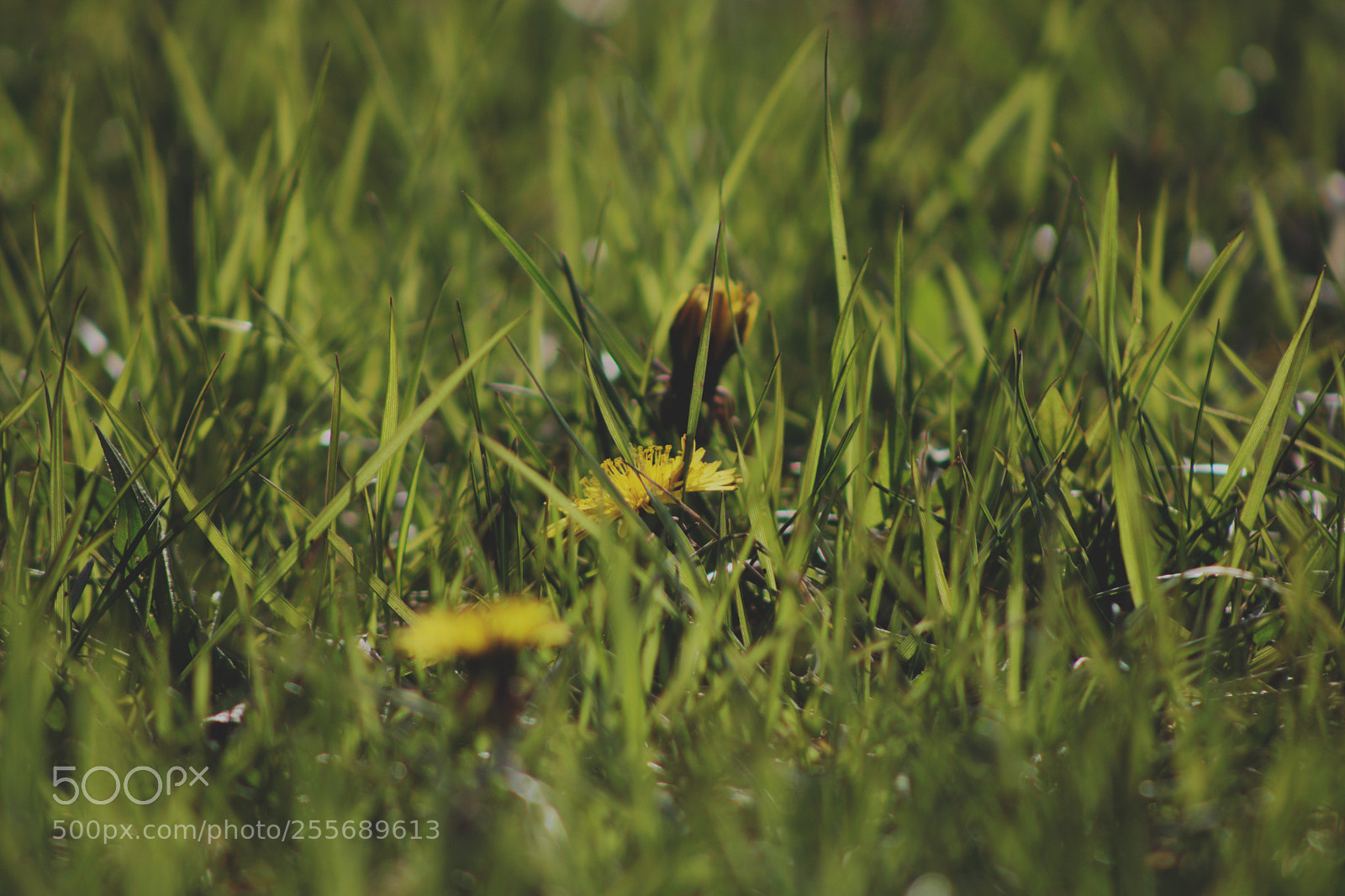 Canon EOS 750D (EOS Rebel T6i / EOS Kiss X8i) sample photo. The yellow spring photography