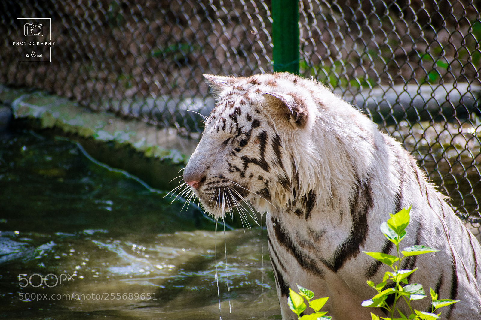 Nikon D5300 sample photo. Saifansariphotography photography