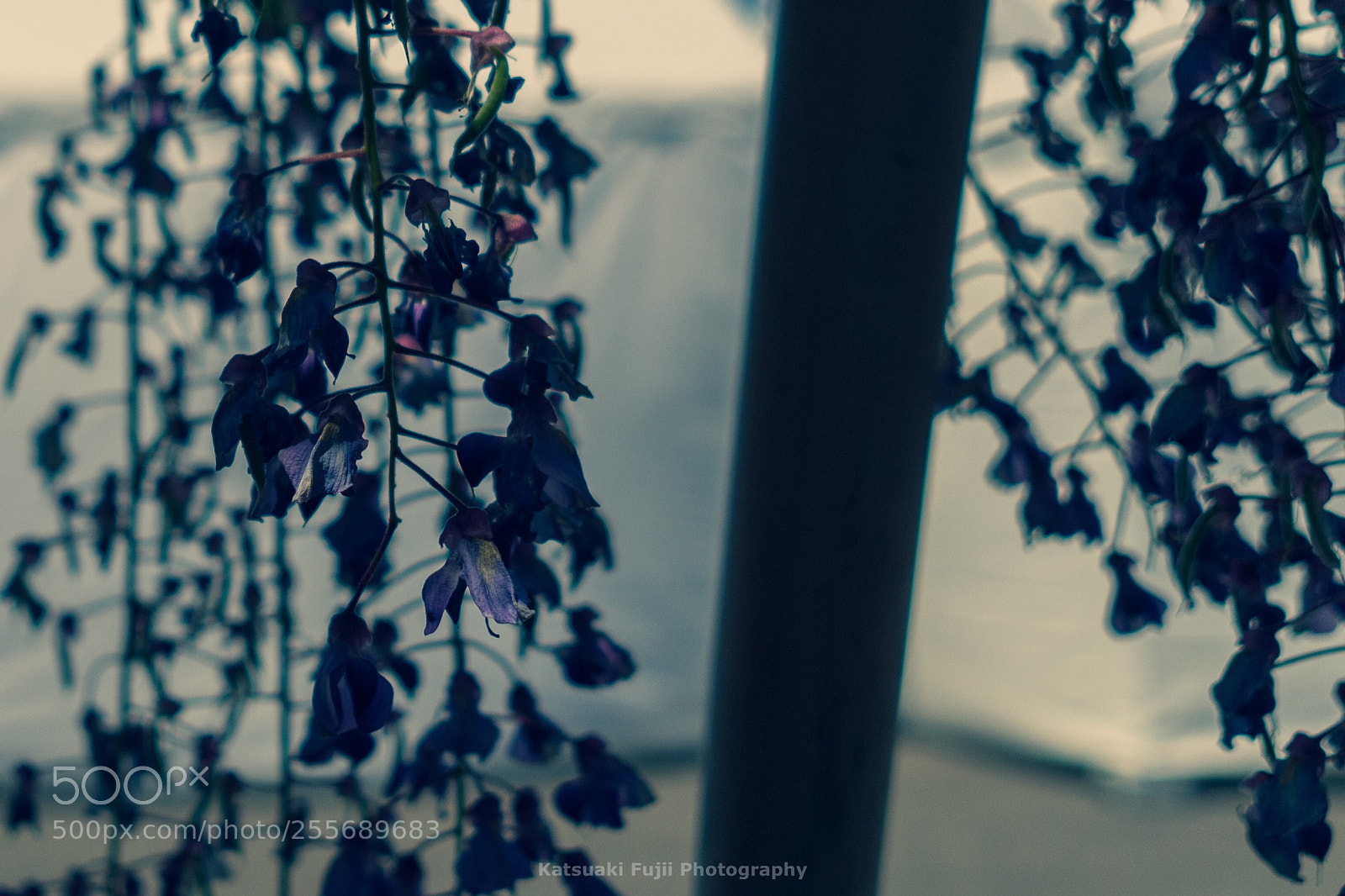 Olympus OM-D E-M1 sample photo. Wisteria photography