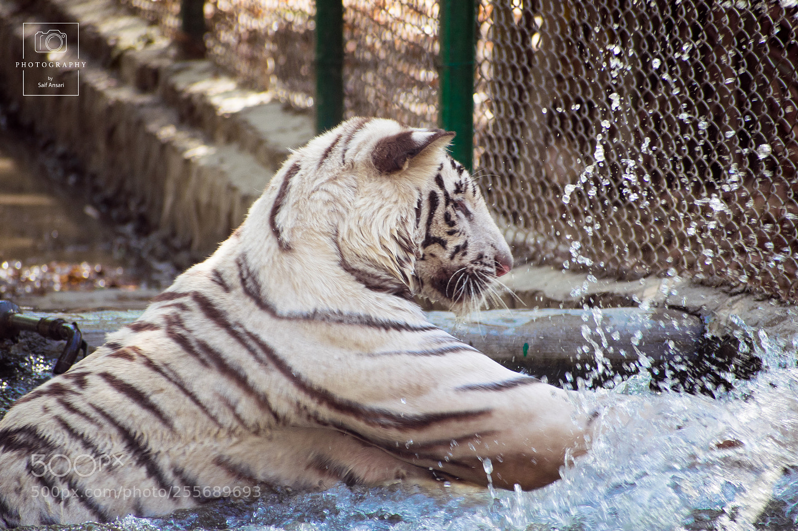 Nikon D5300 sample photo. Saifansariphotography photography