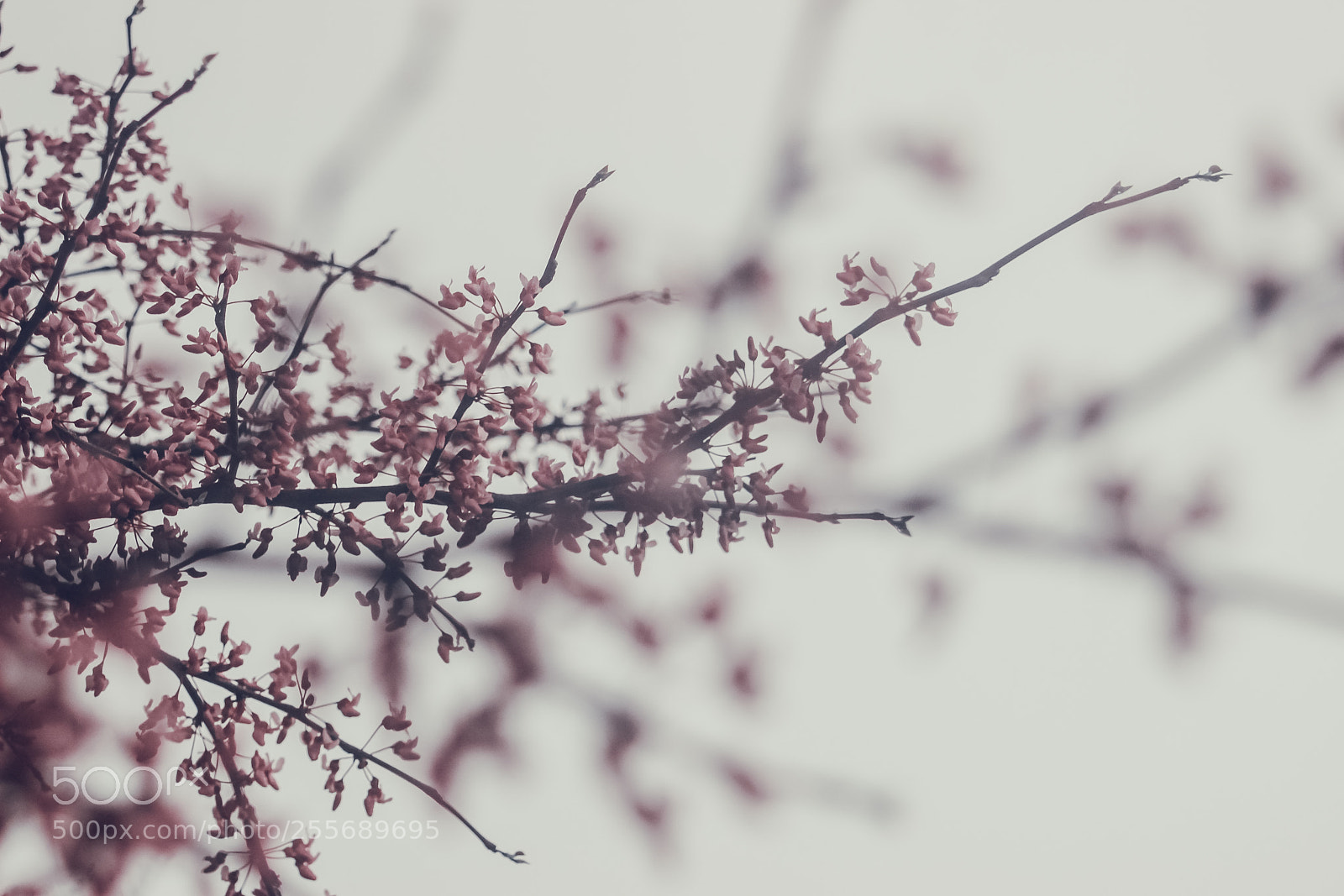 Canon EOS 600D (Rebel EOS T3i / EOS Kiss X5) sample photo. Spring photography