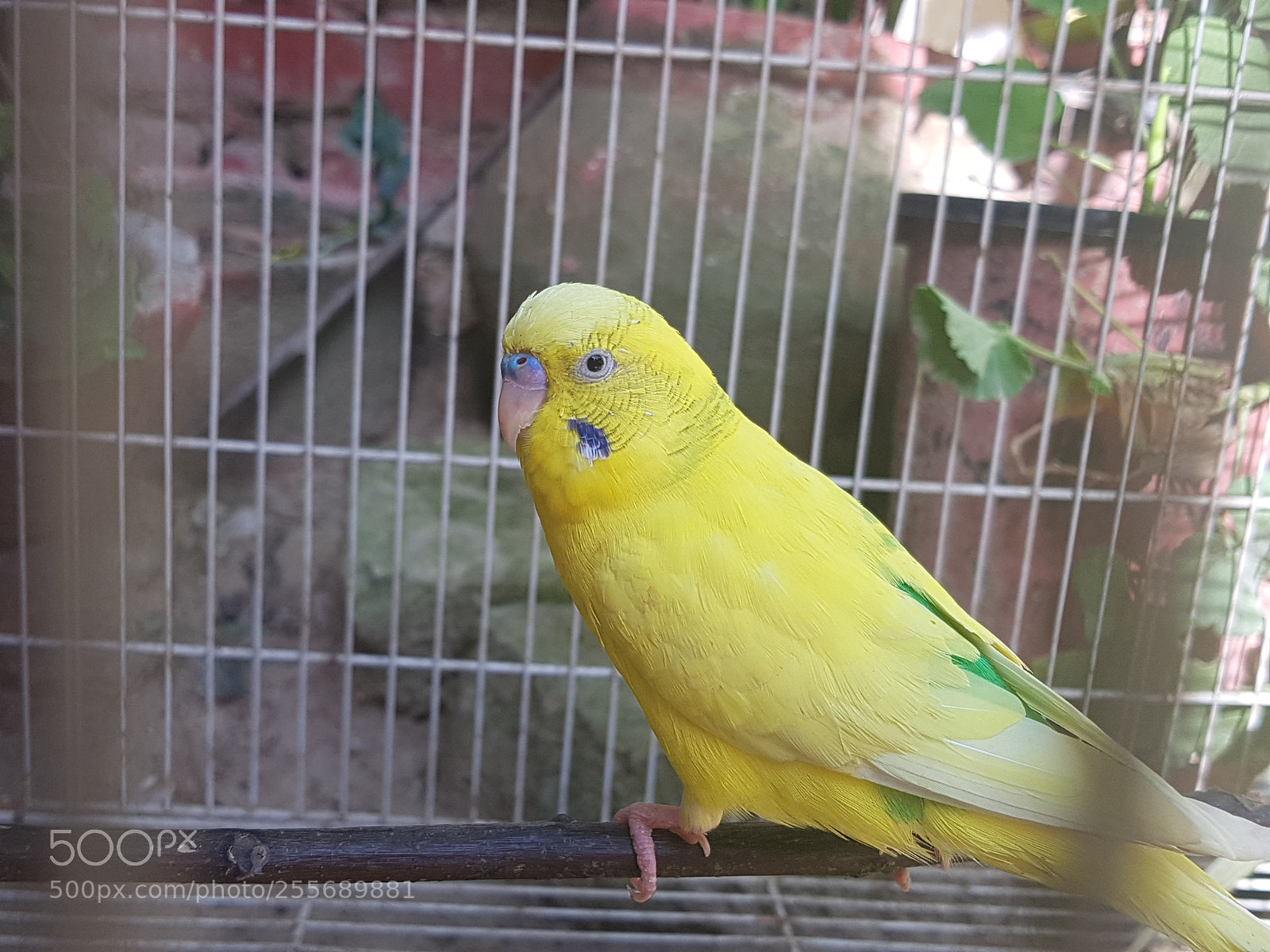 Samsung Galaxy S7 Edge sample photo. Yellow parrot photography