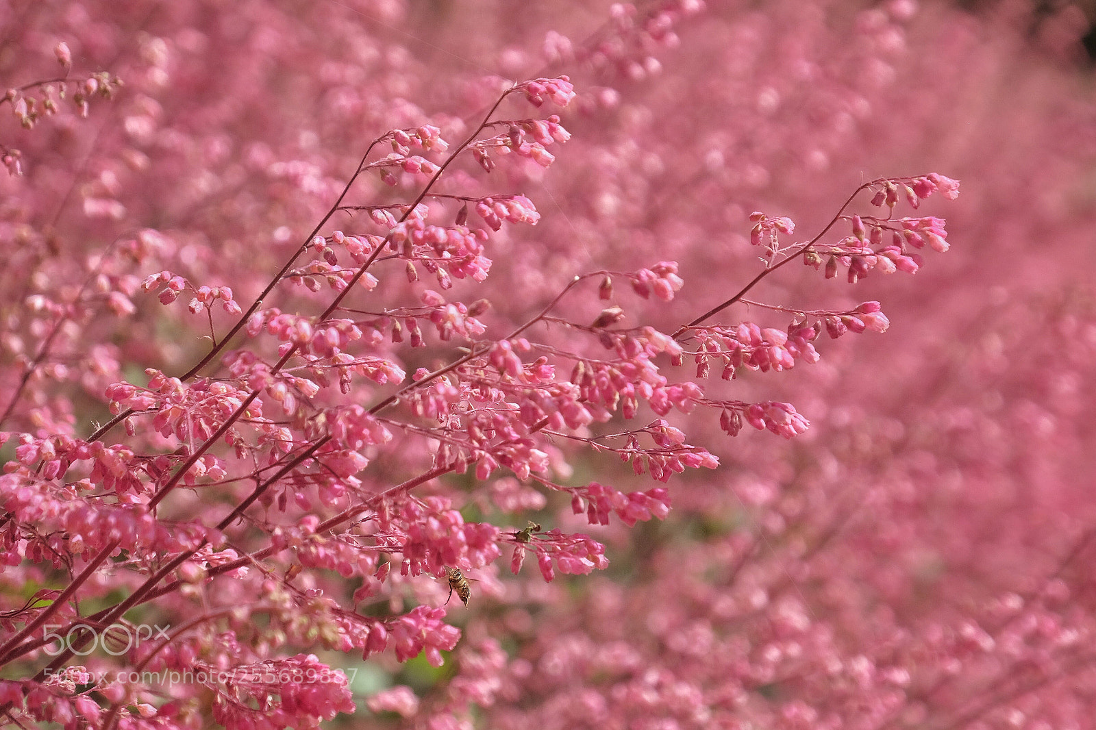 Fujifilm X-T1 sample photo. The pink. field 2 photography