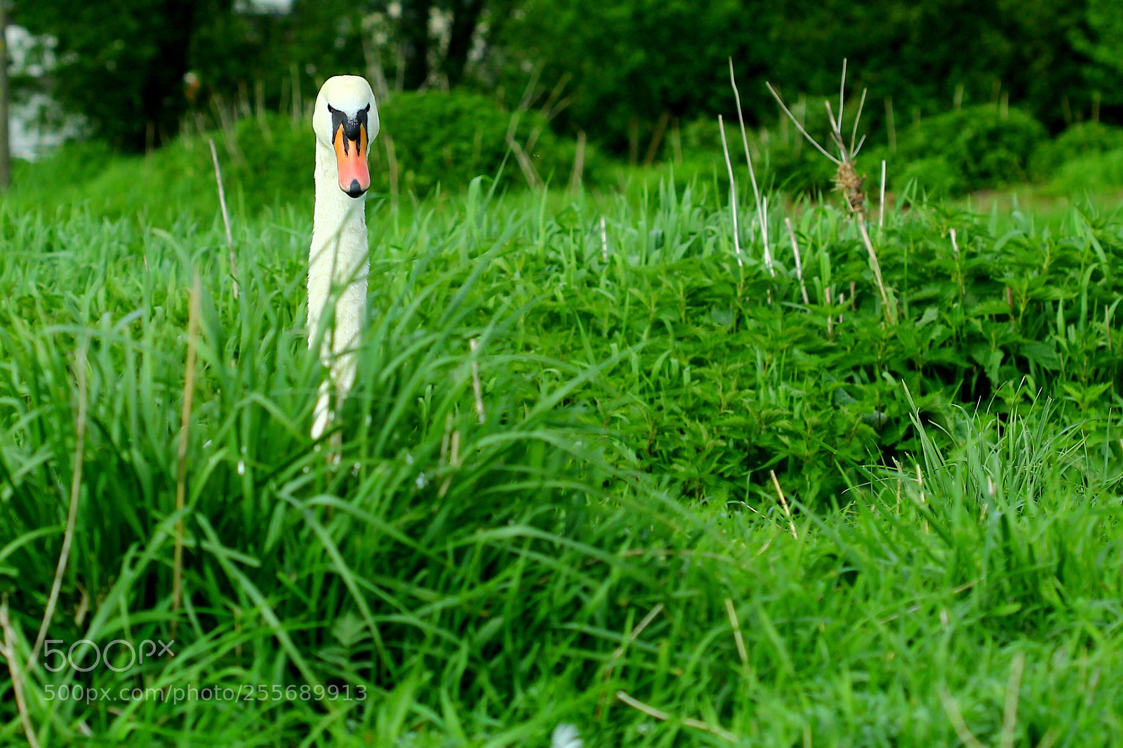 Canon EOS 60D sample photo. Hello! photography
