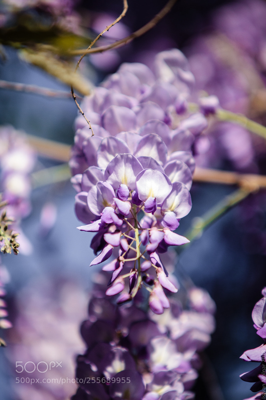 Canon EOS 5D Mark II sample photo. Beauty flower photography