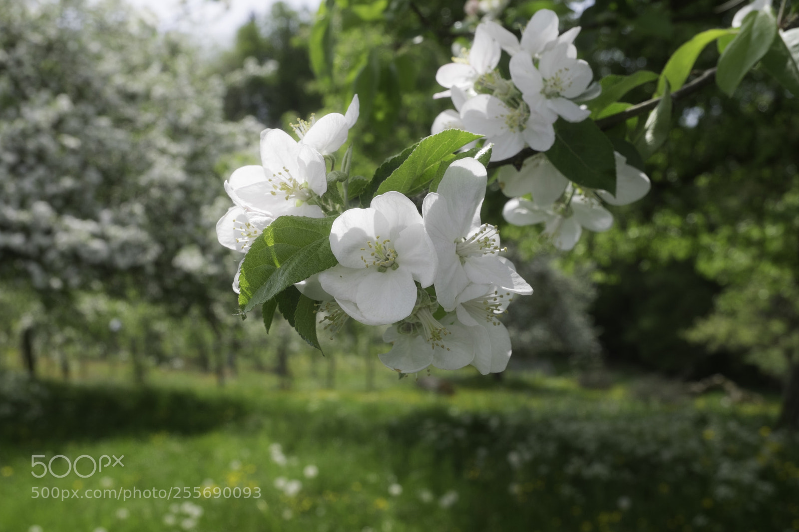 Fujifilm X-T1 sample photo. Blütenzauber photography