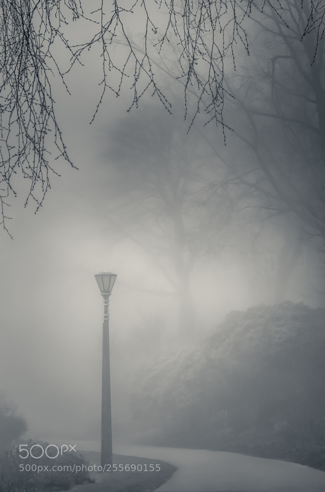 Nikon D7000 sample photo. Misty path photography