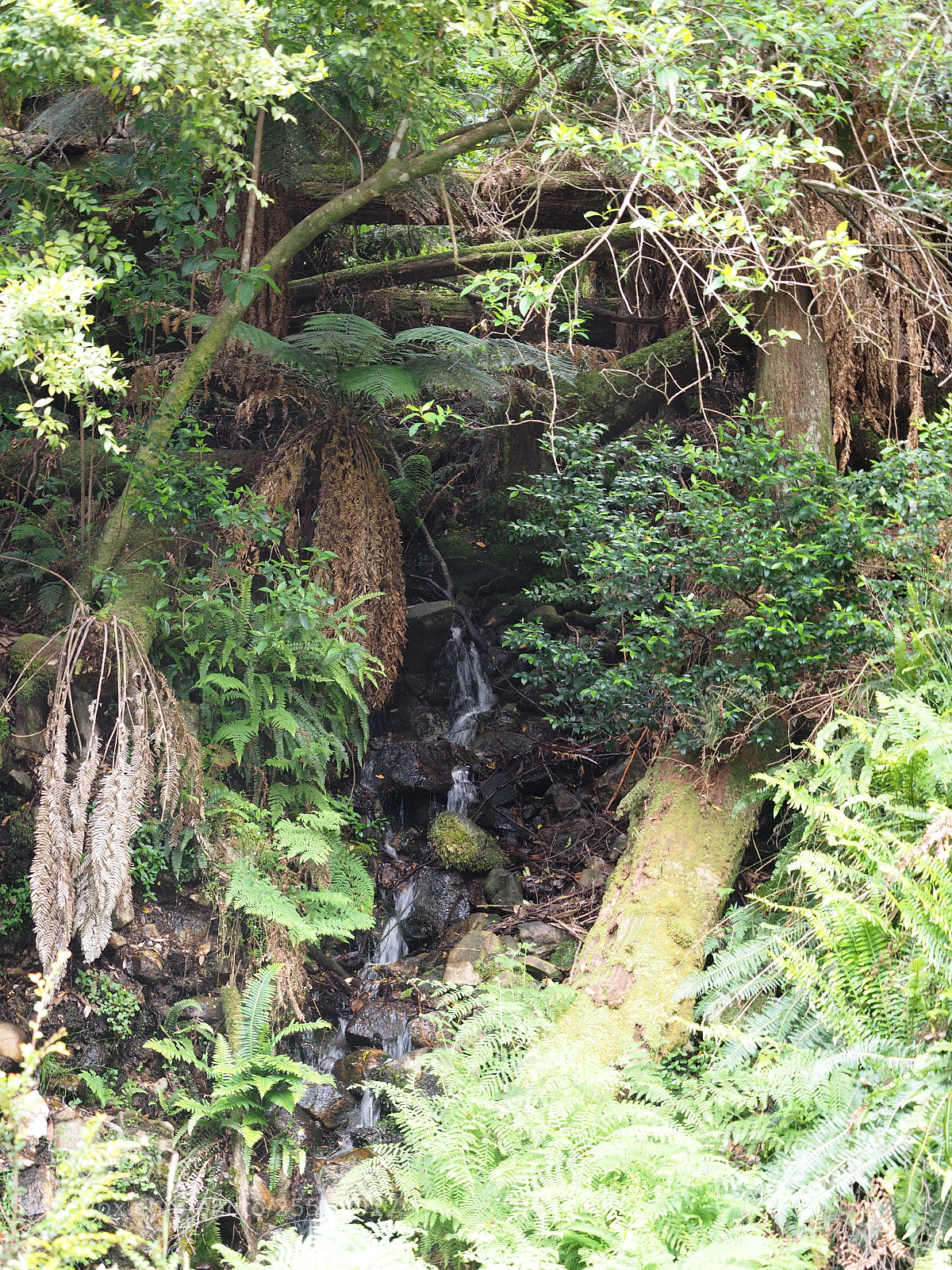Olympus OM-D E-M1 sample photo. Antarctic beech cascade photography