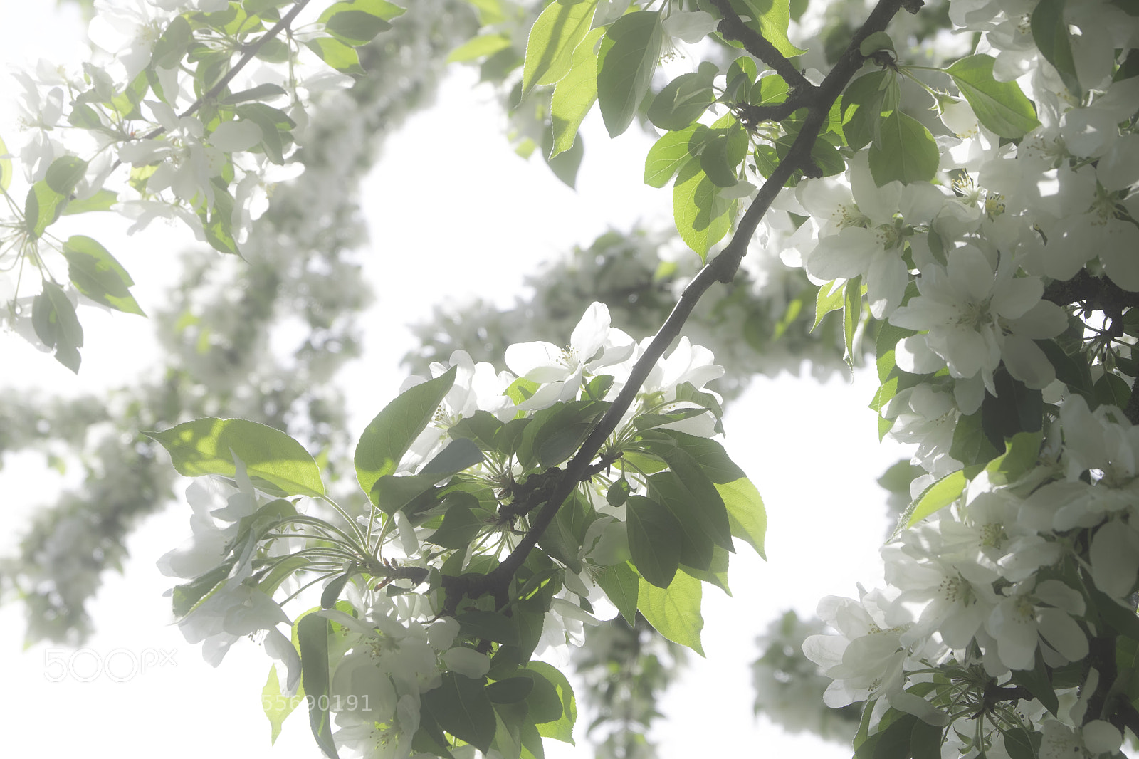 Fujifilm X-T1 sample photo. Blütenduft photography