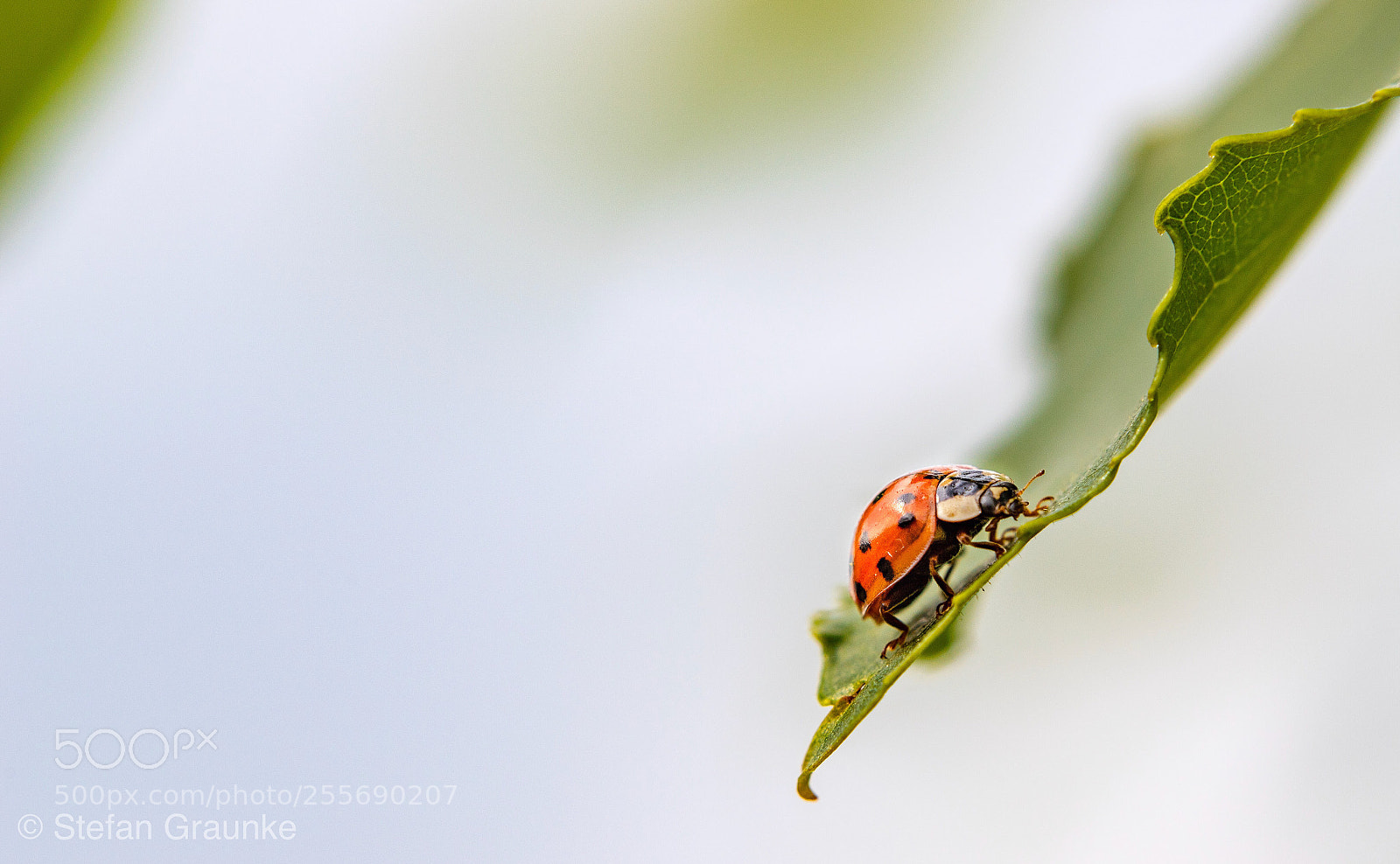 Canon EOS 6D Mark II sample photo. Bug life photography