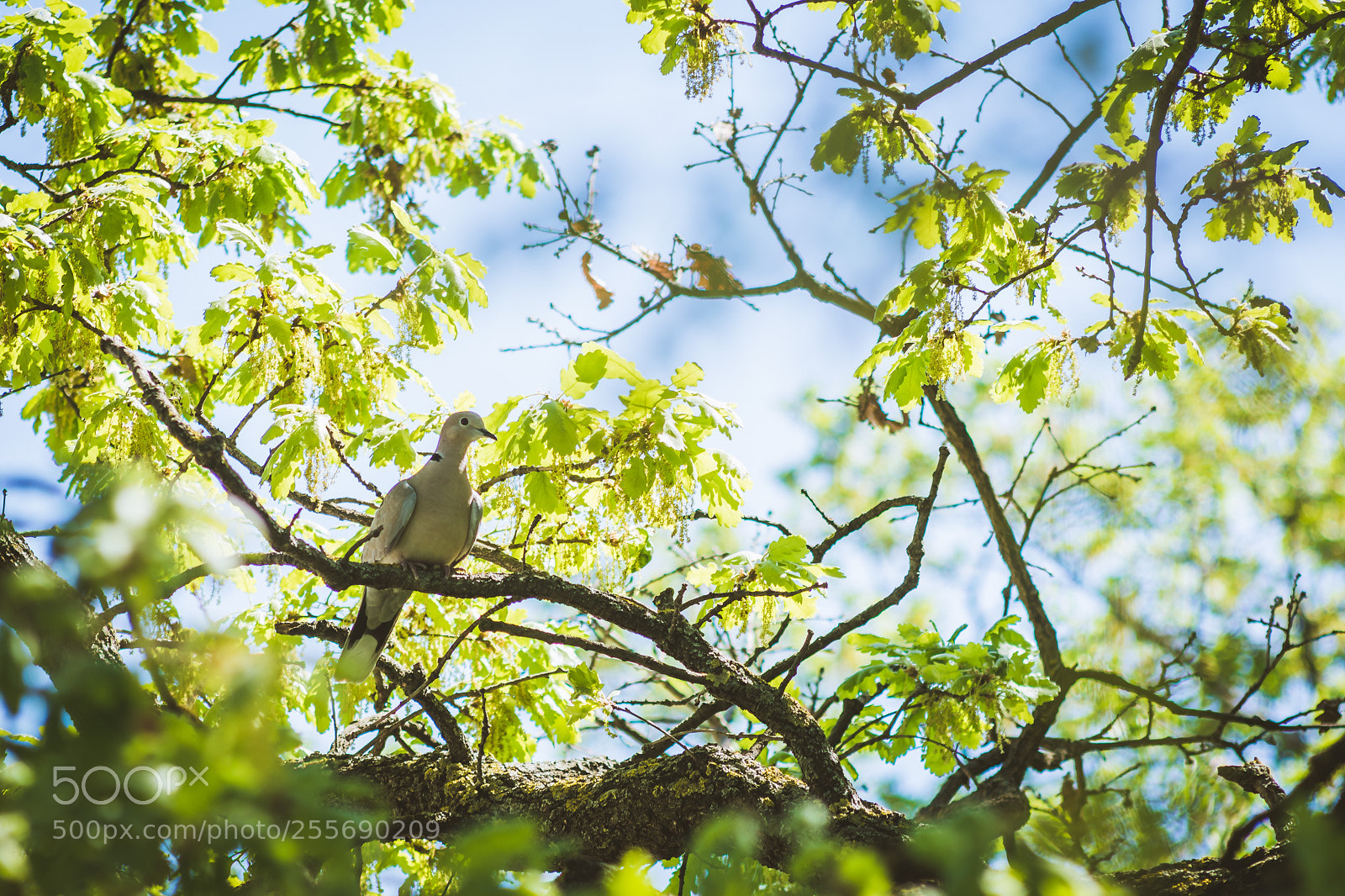 Nikon D7200 sample photo. Fresh foliage photography