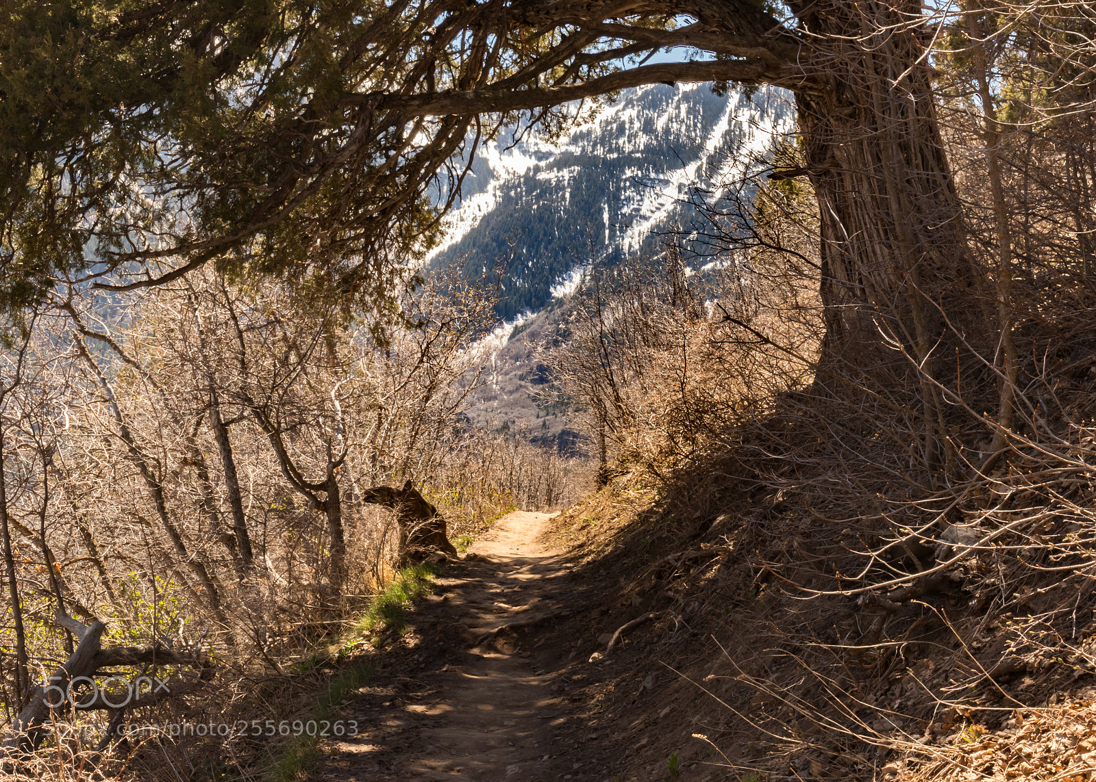 Canon EOS 80D sample photo. Shade upon the pathway photography