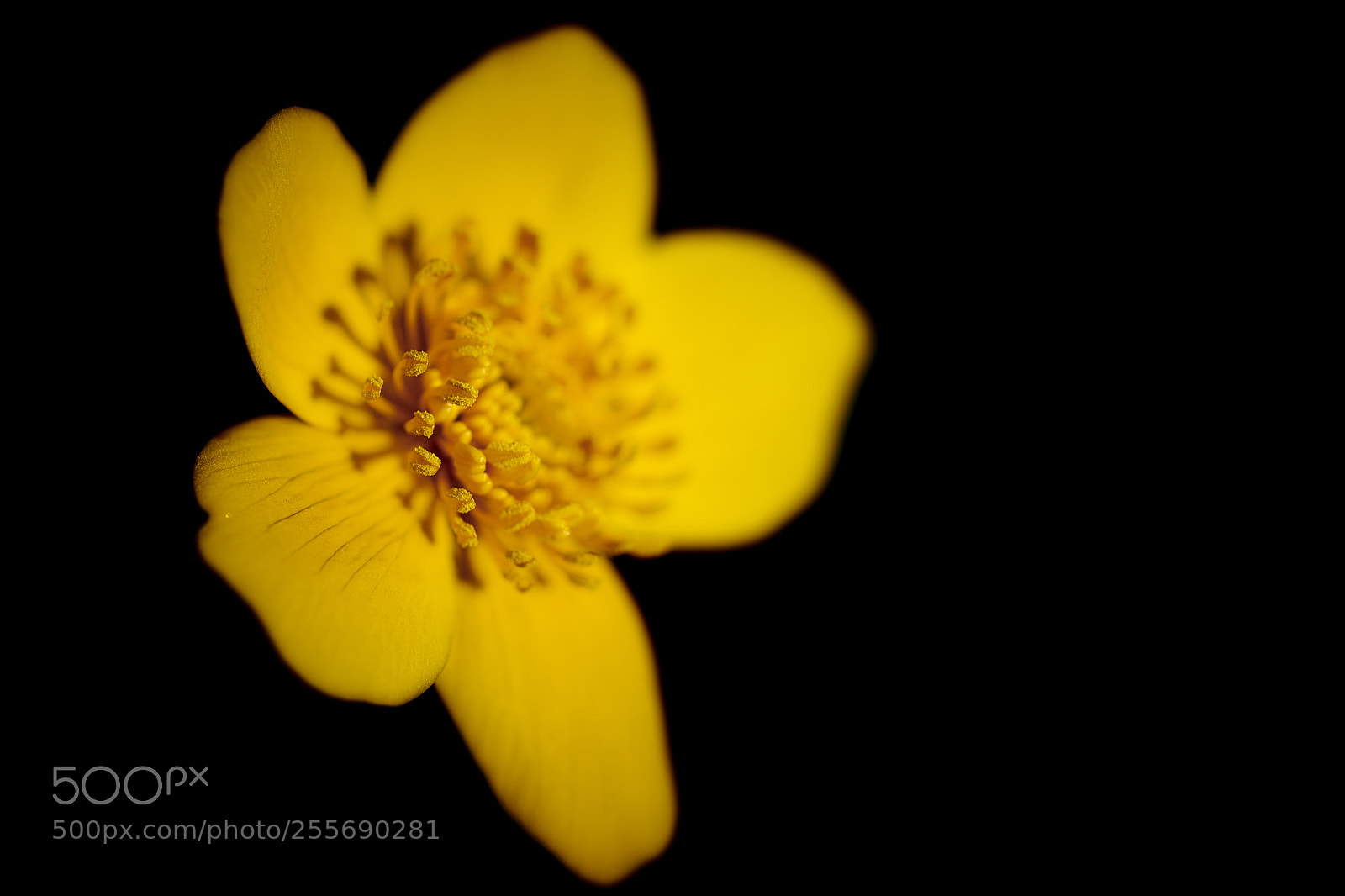 Nikon D850 sample photo. Fool's gold photography