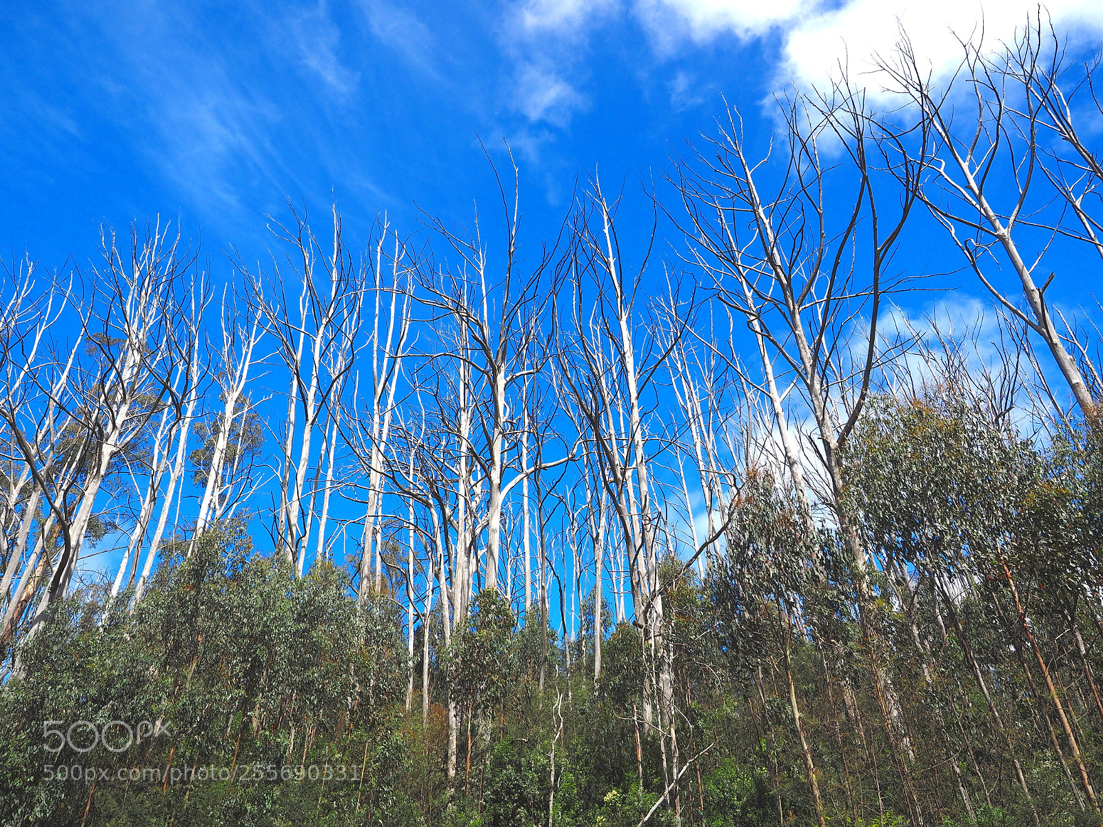 Olympus OM-D E-M1 sample photo. Regeneration photography