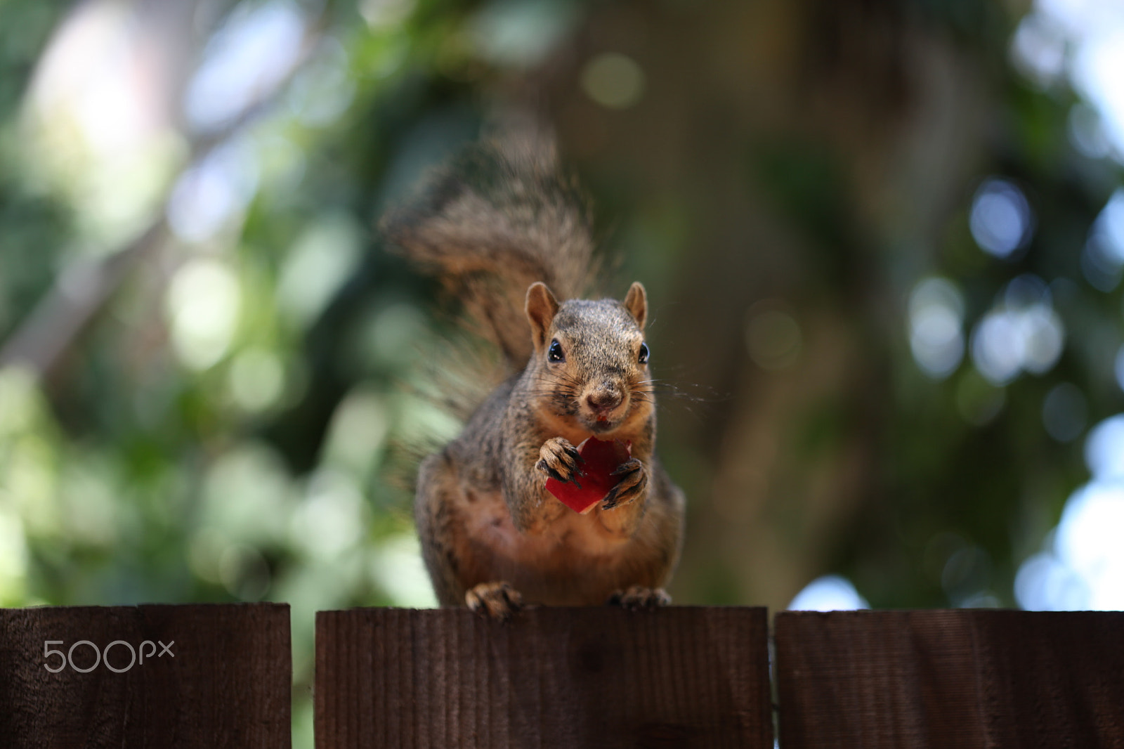 Canon EF 100mm F2.8L Macro IS USM sample photo. Cute animals photography