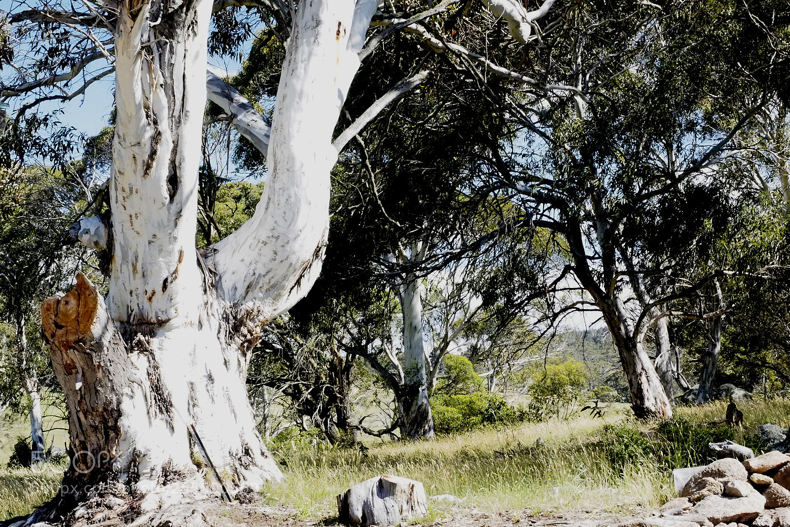 Olympus OM-D E-M1 sample photo. Snowgum summer photography