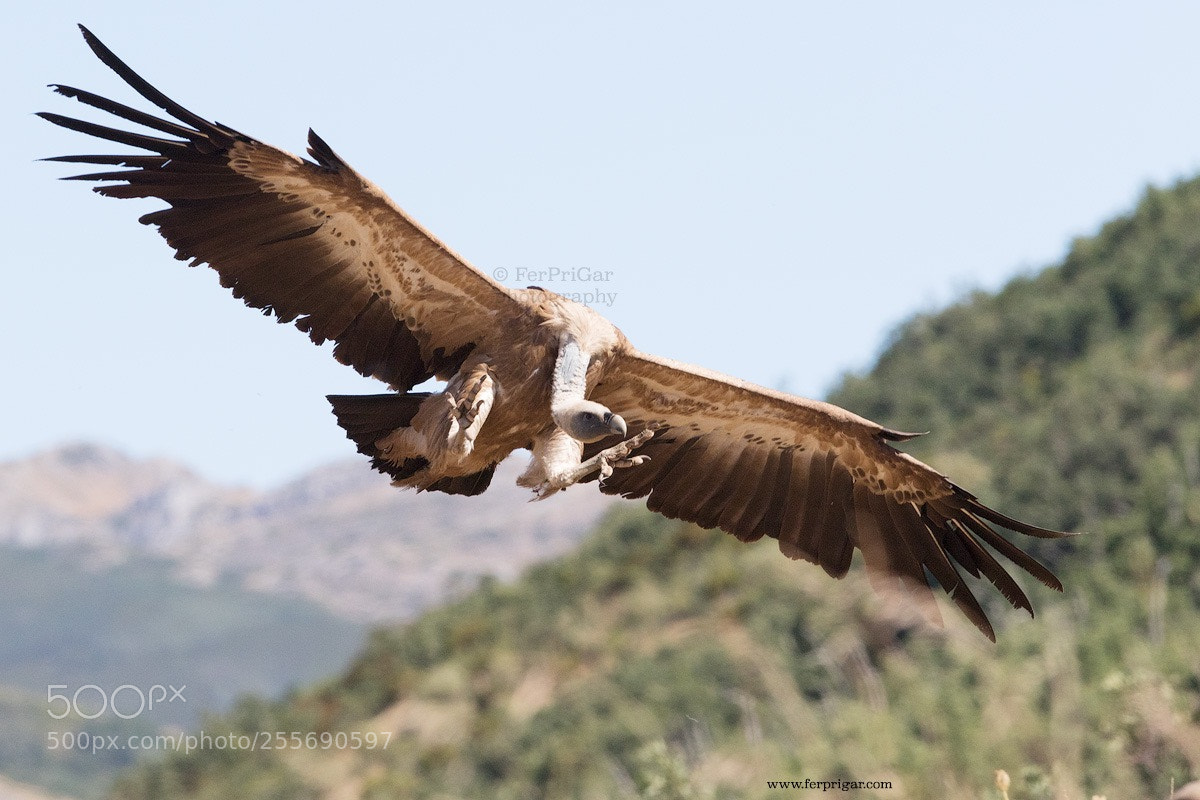 Canon EOS 7D Mark II sample photo. Landing photography