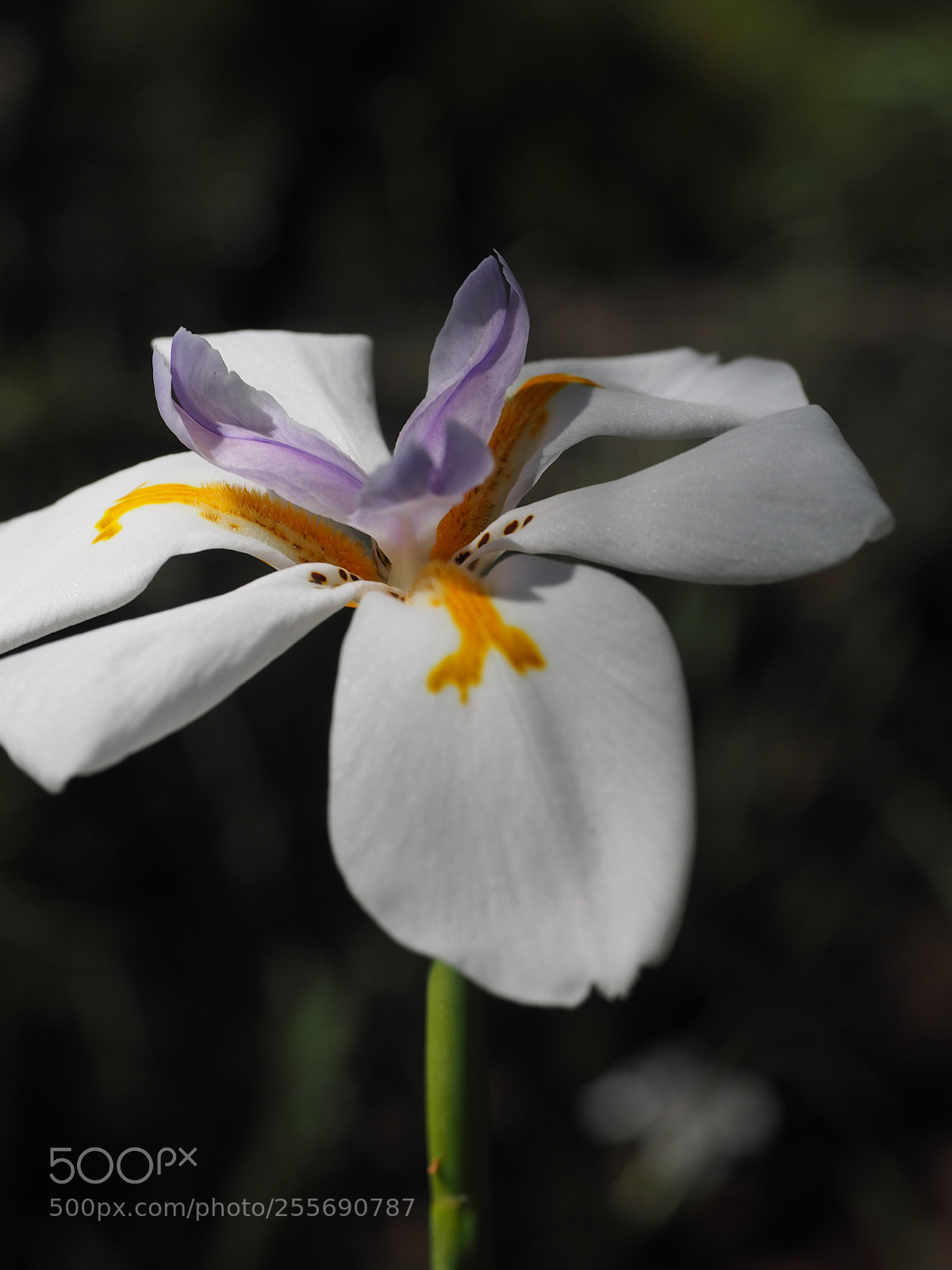 Olympus OM-D E-M1 sample photo. Wild orchid photography