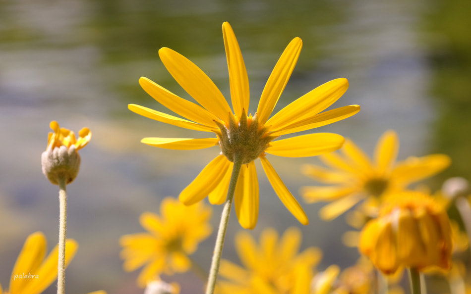 Samsung NX30 sample photo. ... photography
