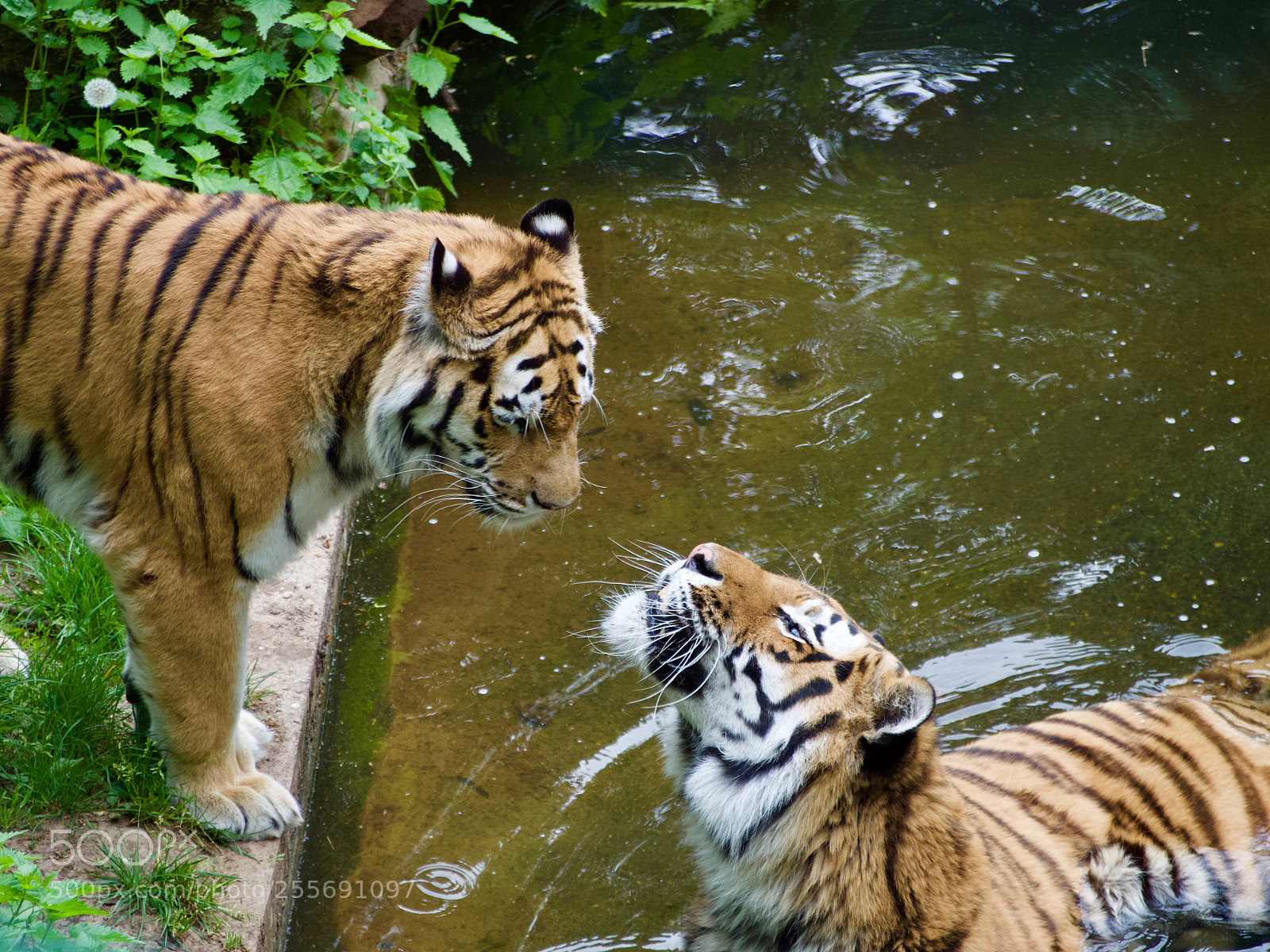 Olympus OM-D E-M5 sample photo. How about a kiss photography