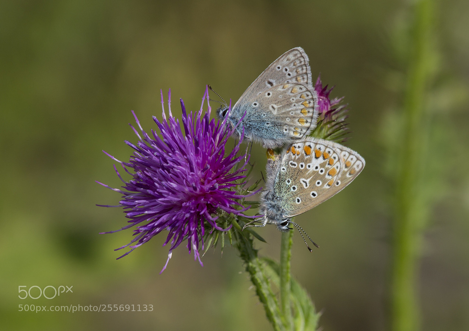 Canon EOS 6D sample photo. Common blue photography