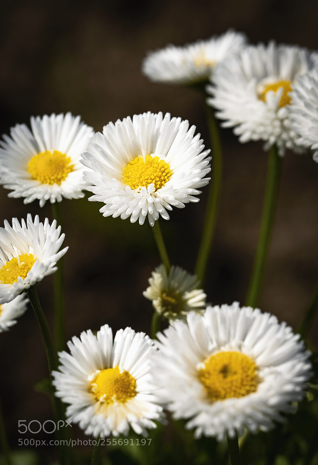 Nikon D5500 sample photo. Still life with white photography