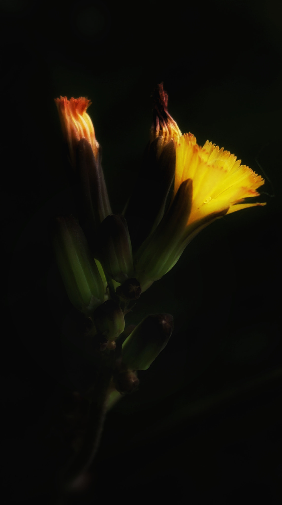 OPPO R9 PLUSTM A sample photo. Yellow flower photography