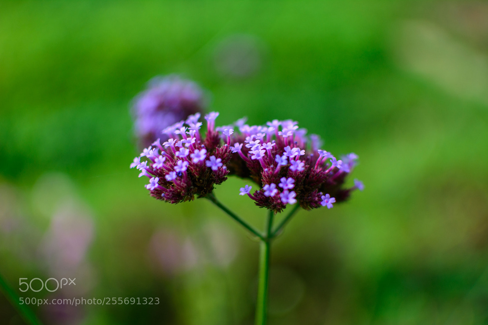 Nikon D5200 sample photo. Autumn bloom photography