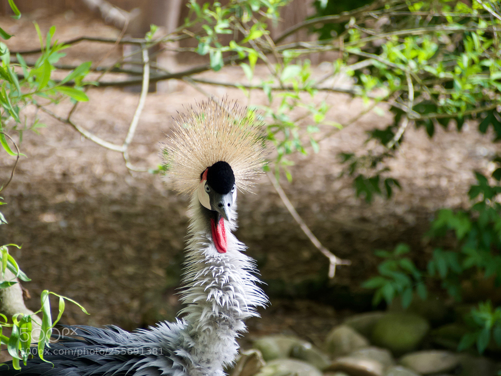 Olympus OM-D E-M5 sample photo. When your feathers stand photography