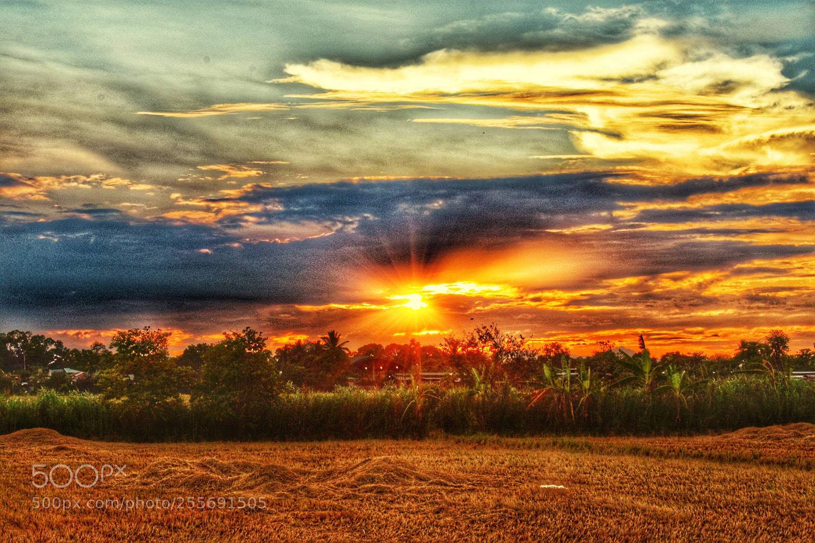 Nikon D3400 sample photo. Sunset
ricefield photography