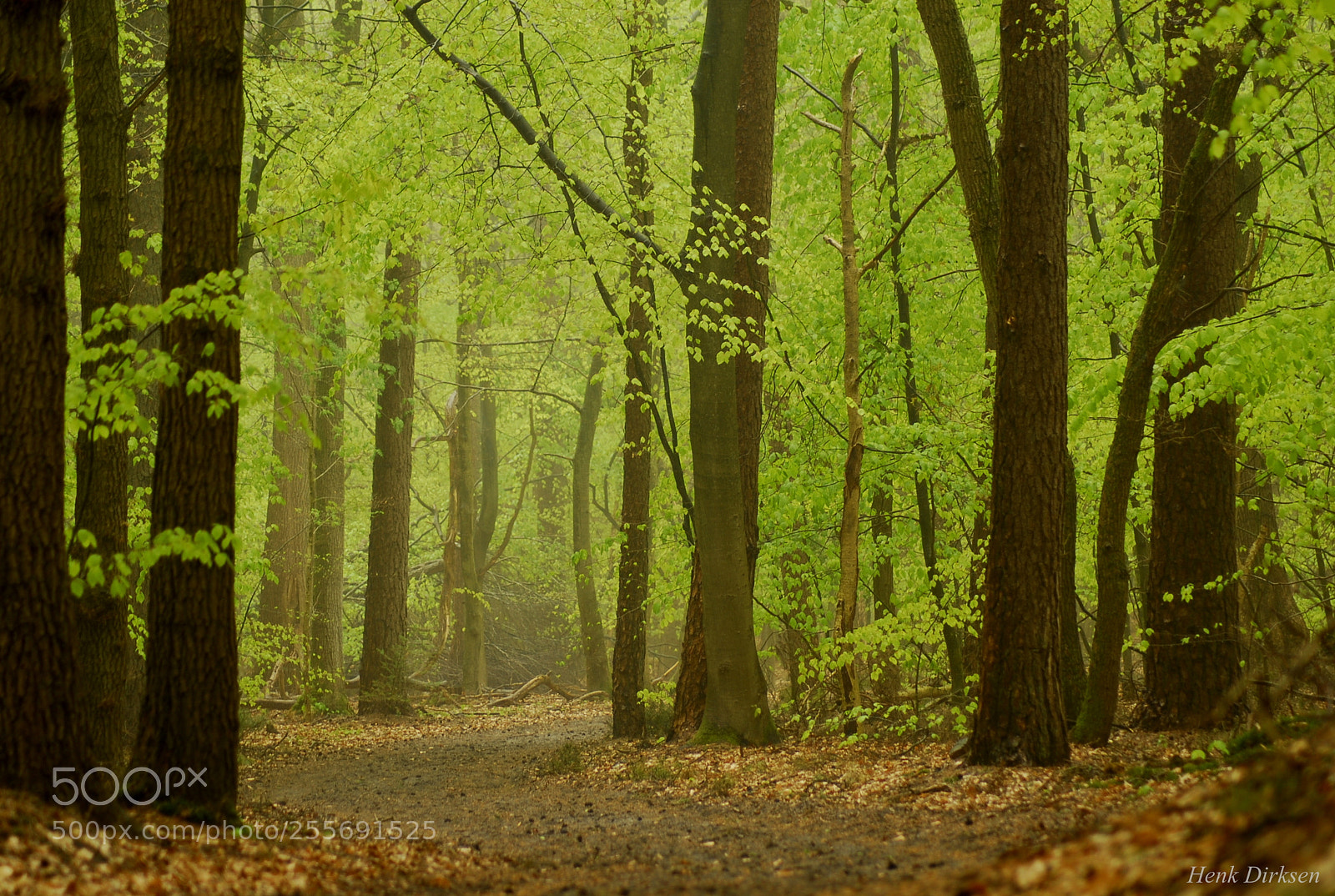 Nikon D200 sample photo. Groen/bruin photography