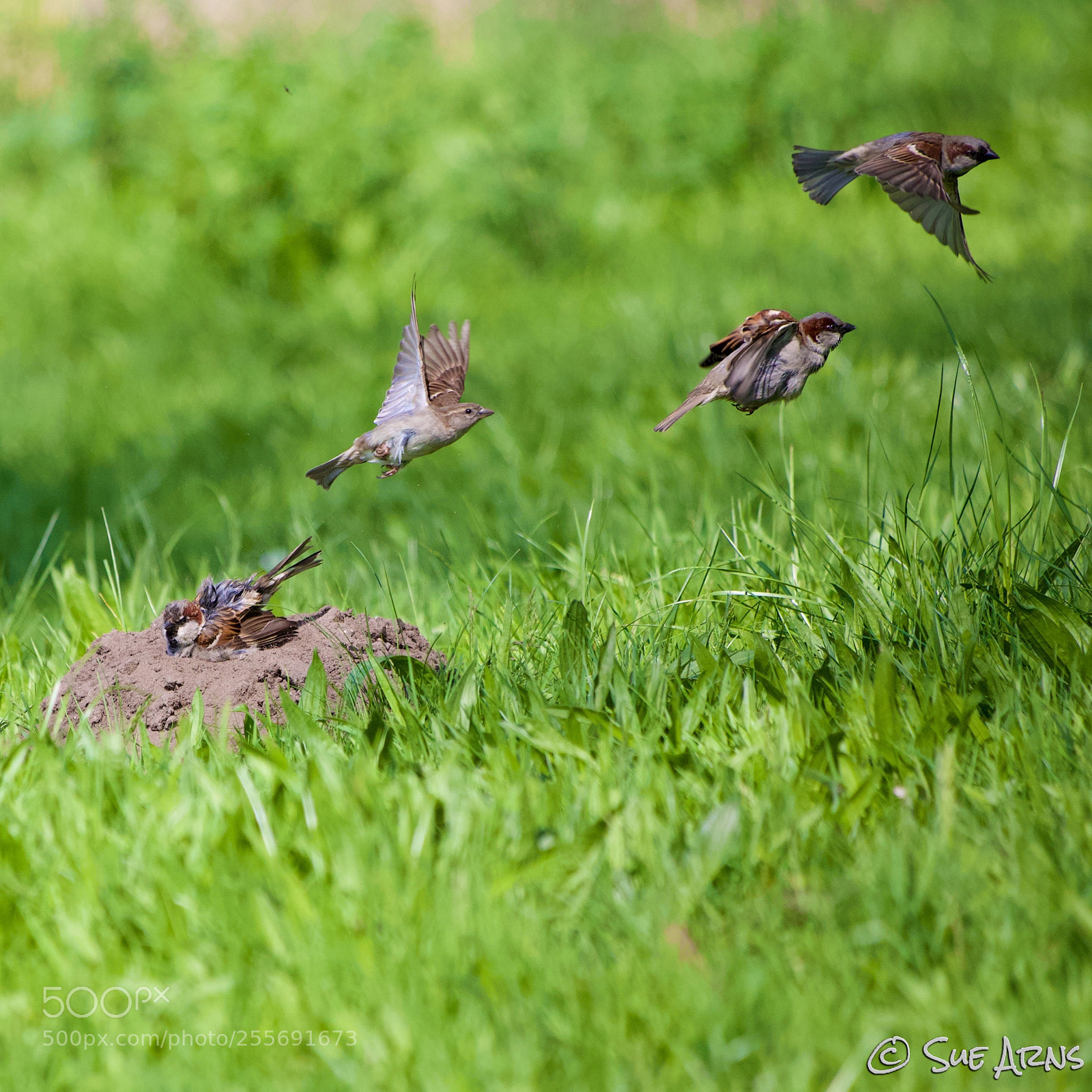 Canon EOS 6D sample photo. Flying sparrows photography