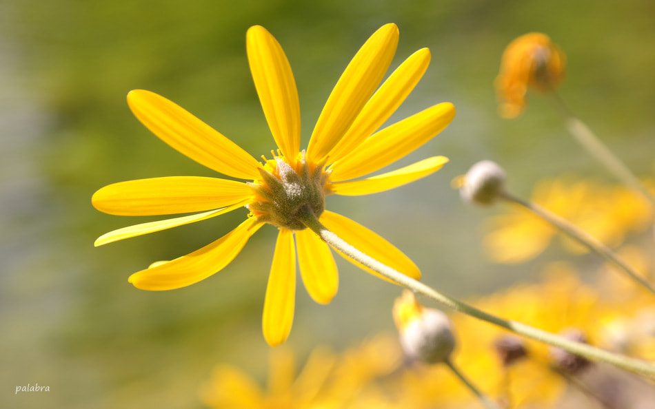 Samsung NX30 sample photo. ... photography